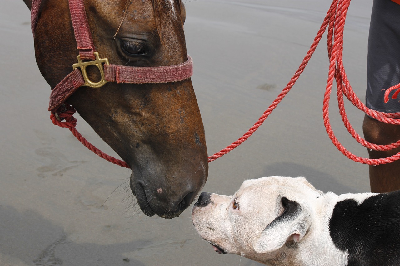 dog and horse animals looks free photo