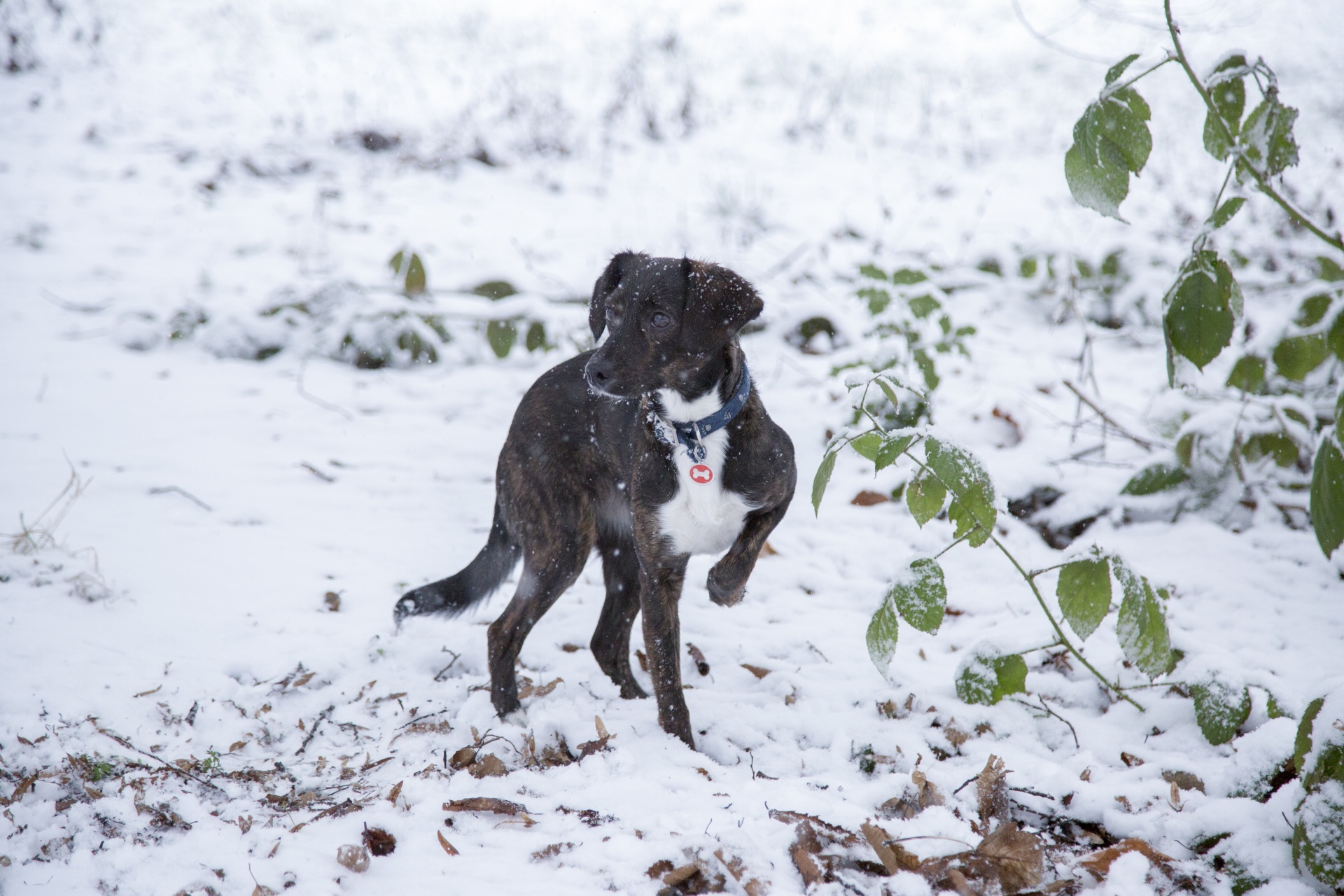 dog winter snow free photo