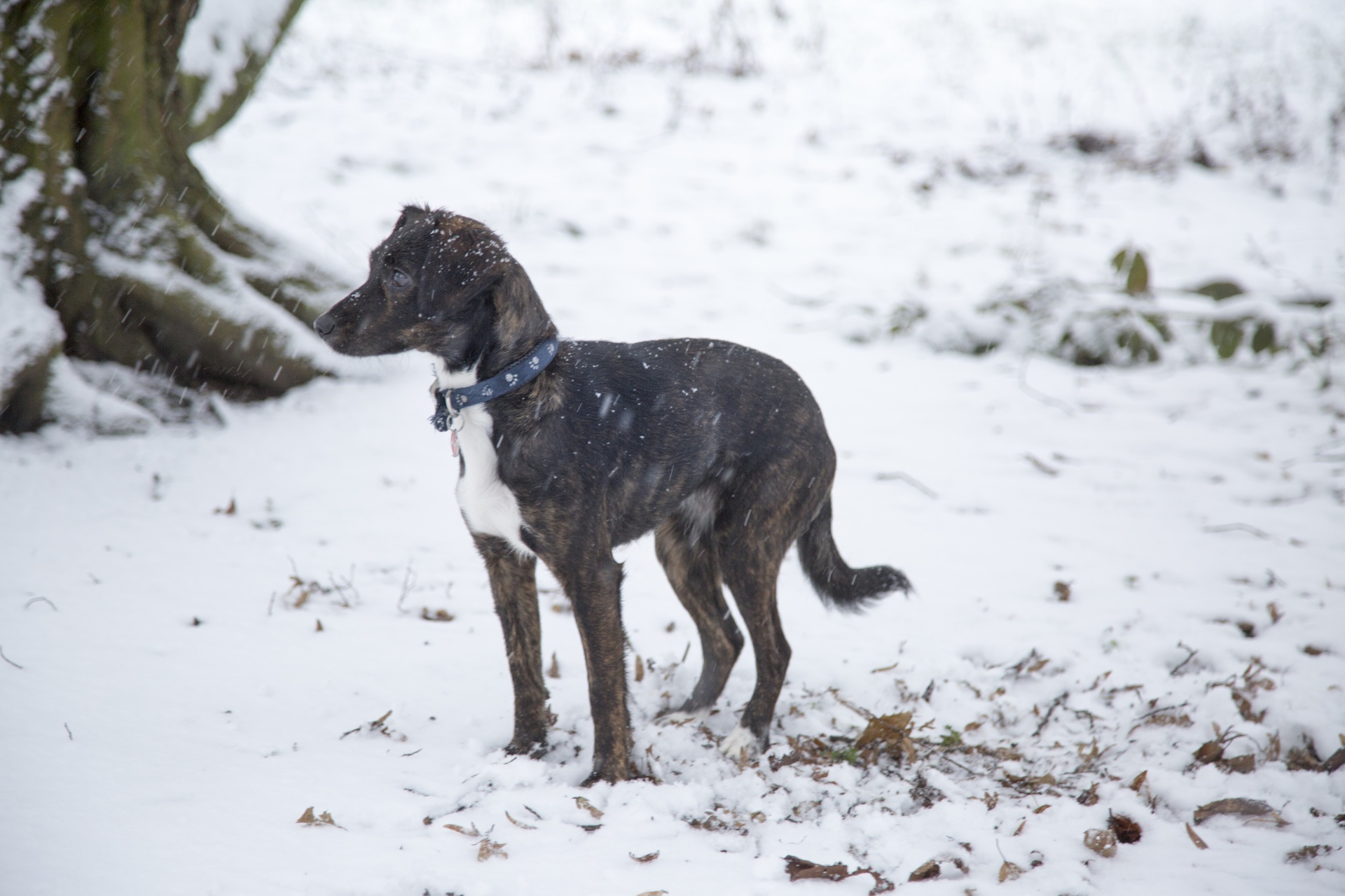 dog winter snow free photo