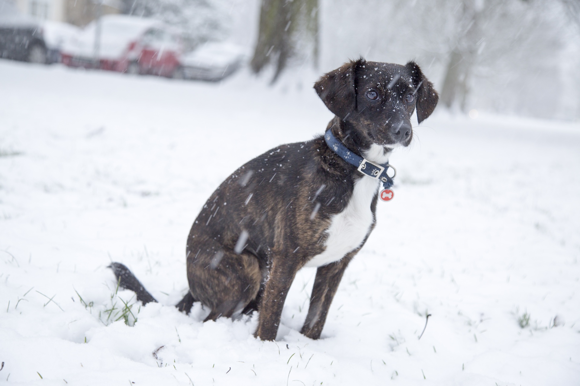 dog winter snow free photo