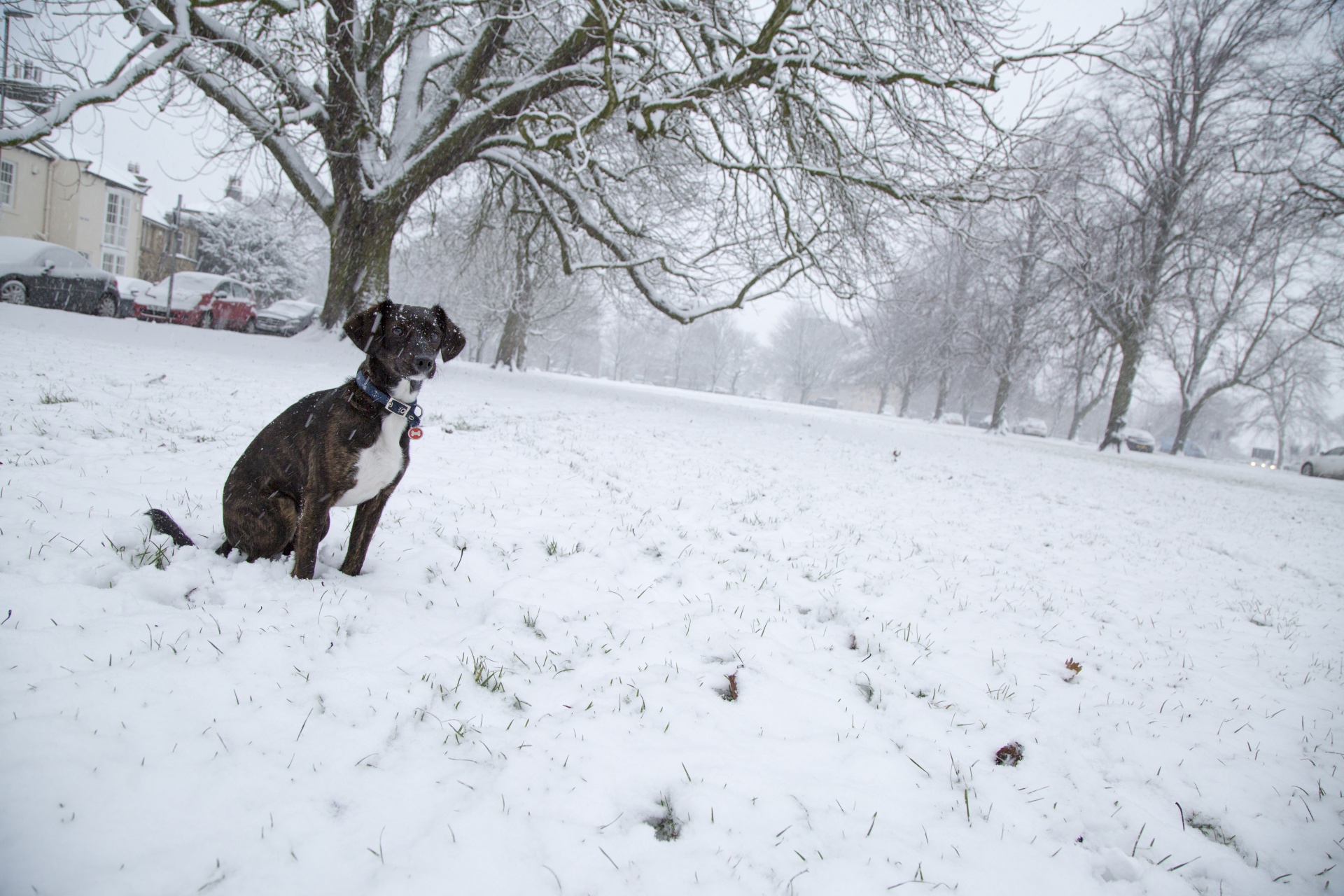 dog winter snow free photo