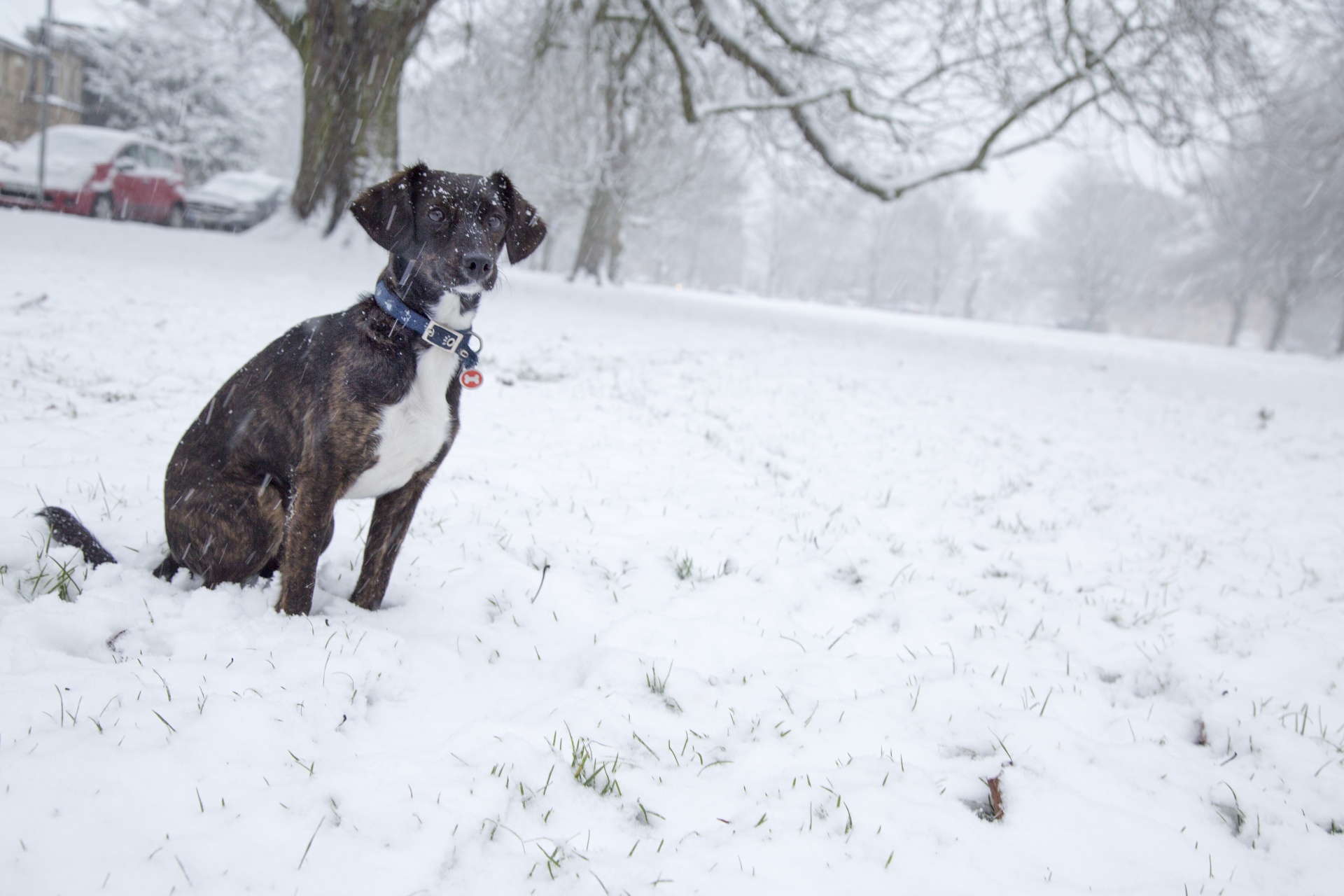 dog winter snow free photo