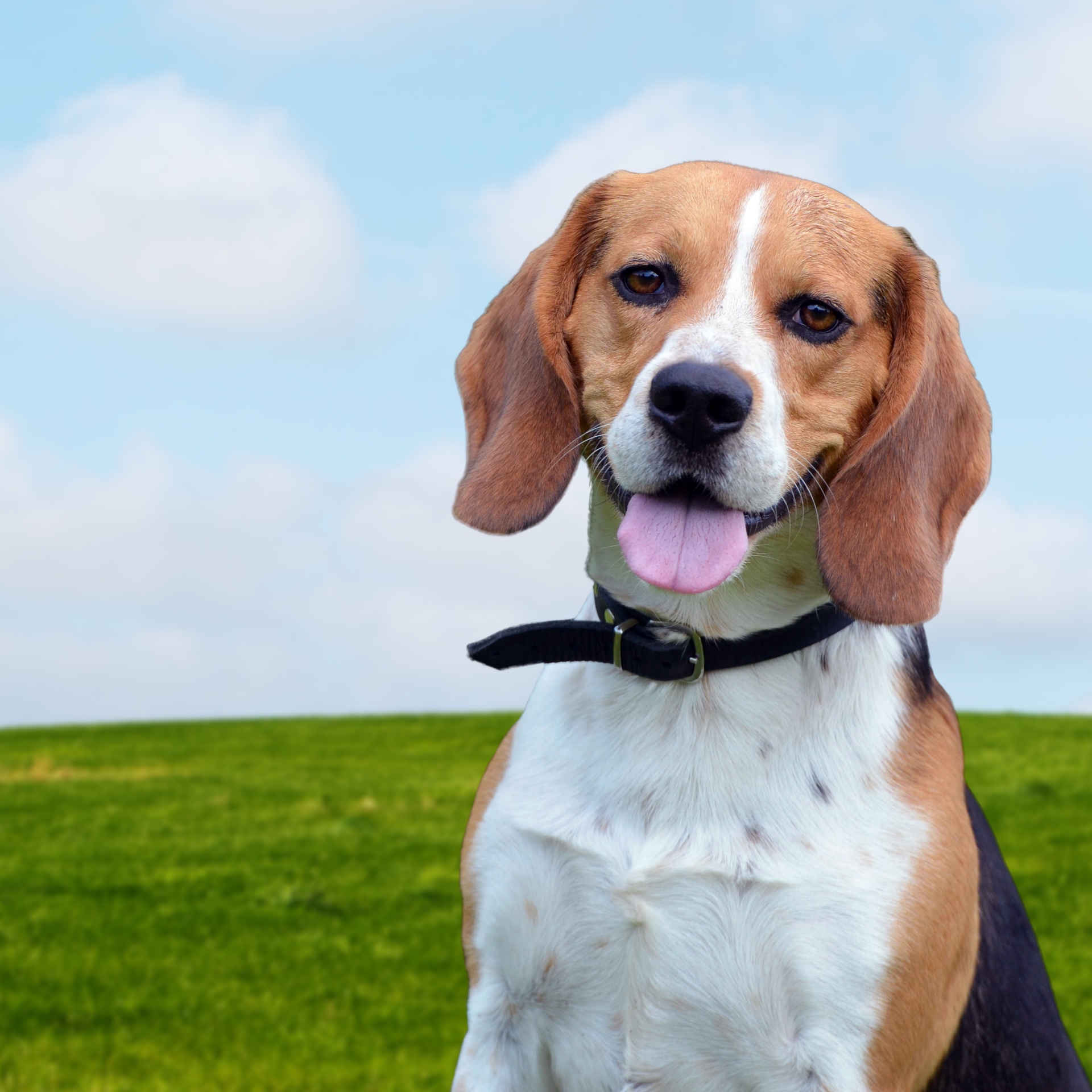 dog beagle portrait free photo
