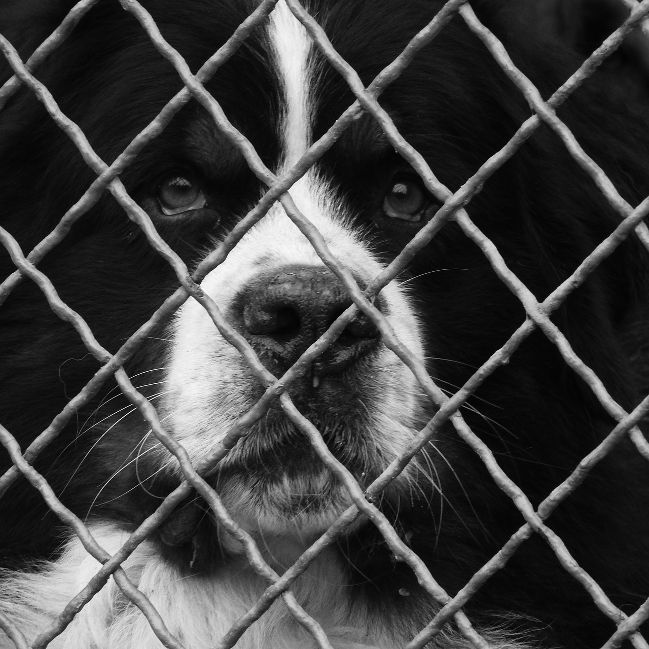 dog behind fence fence guard dog free photo