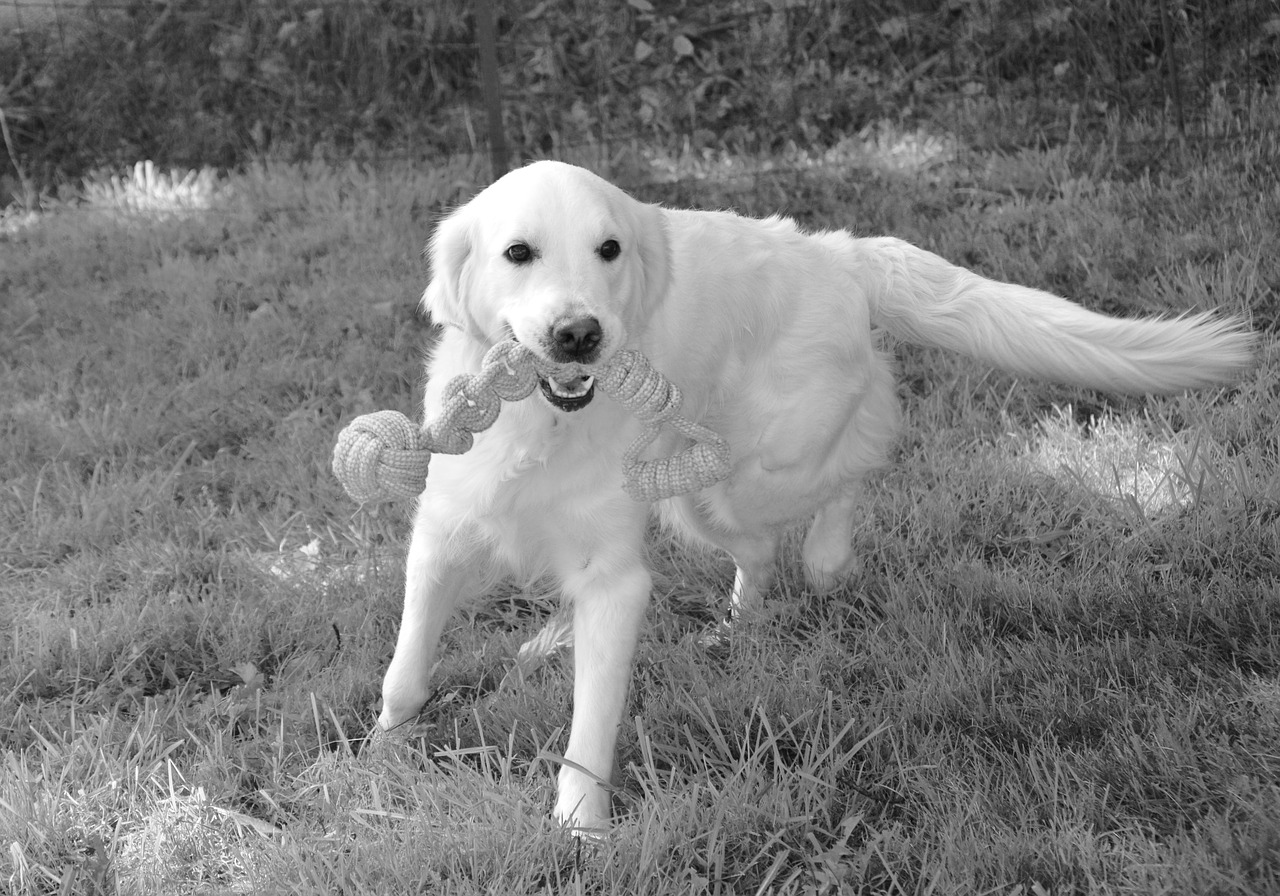 dog bitch  dog golden retriever  bitch mollie free photo