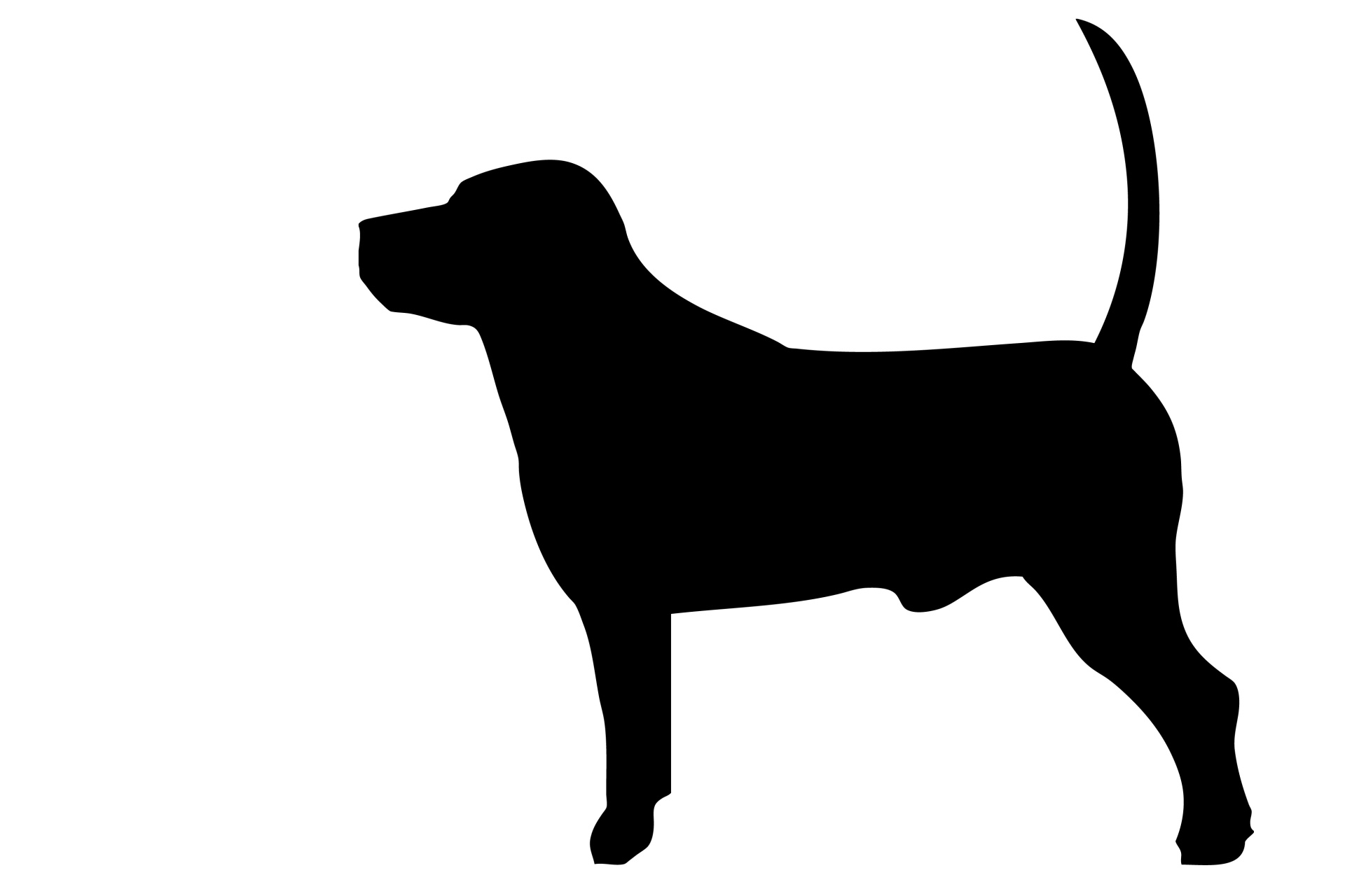 dog hound terrier free photo