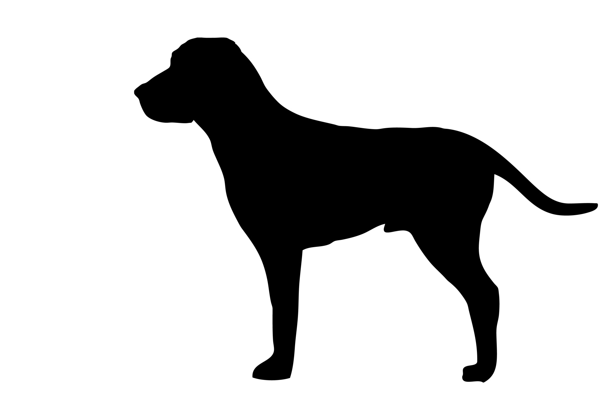 dog hound terrier free photo