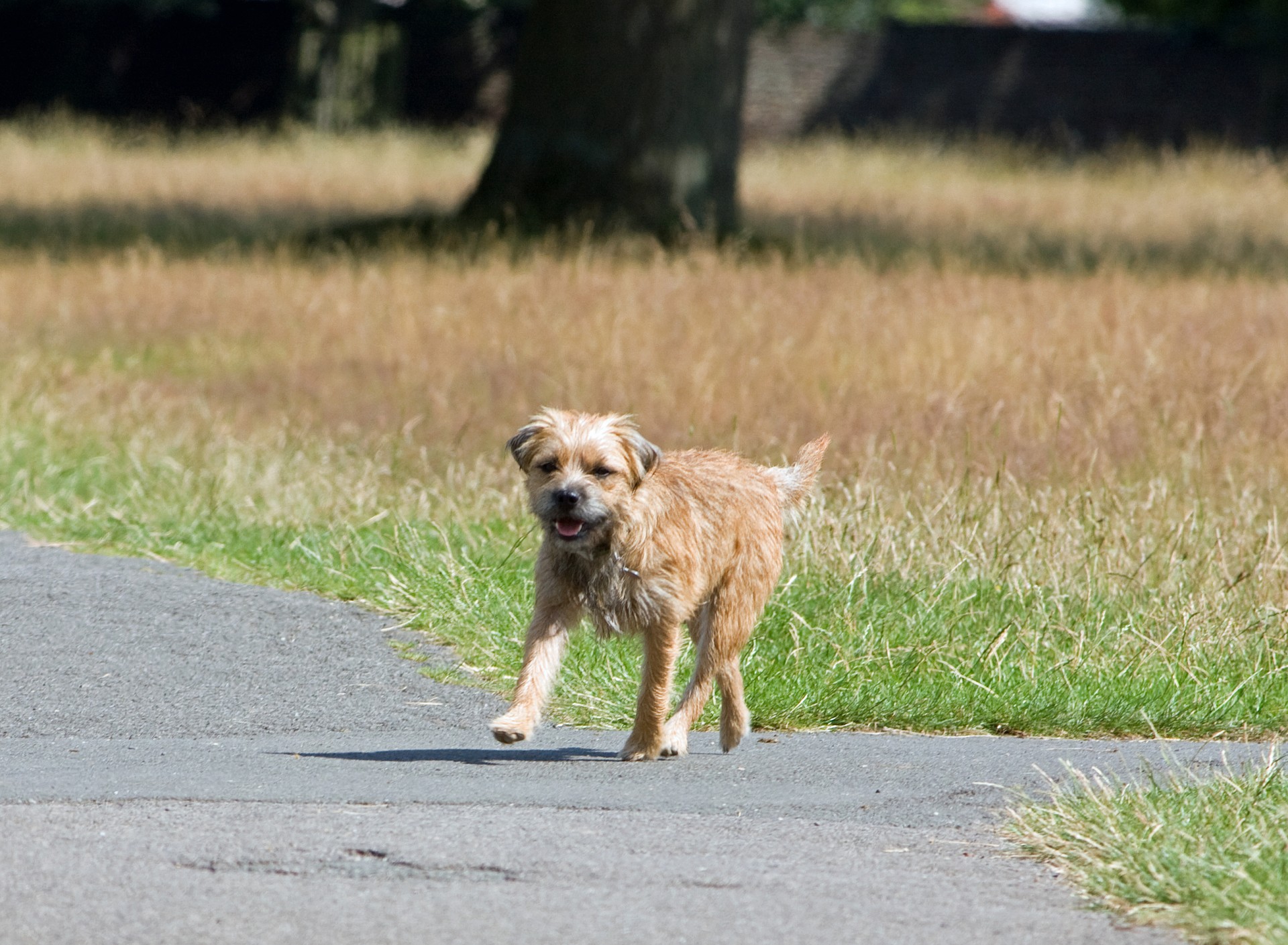 dog border terrier terrier free photo