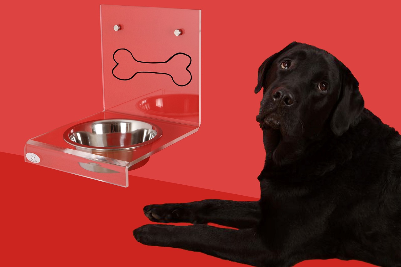 dog bowl dog labrador free photo