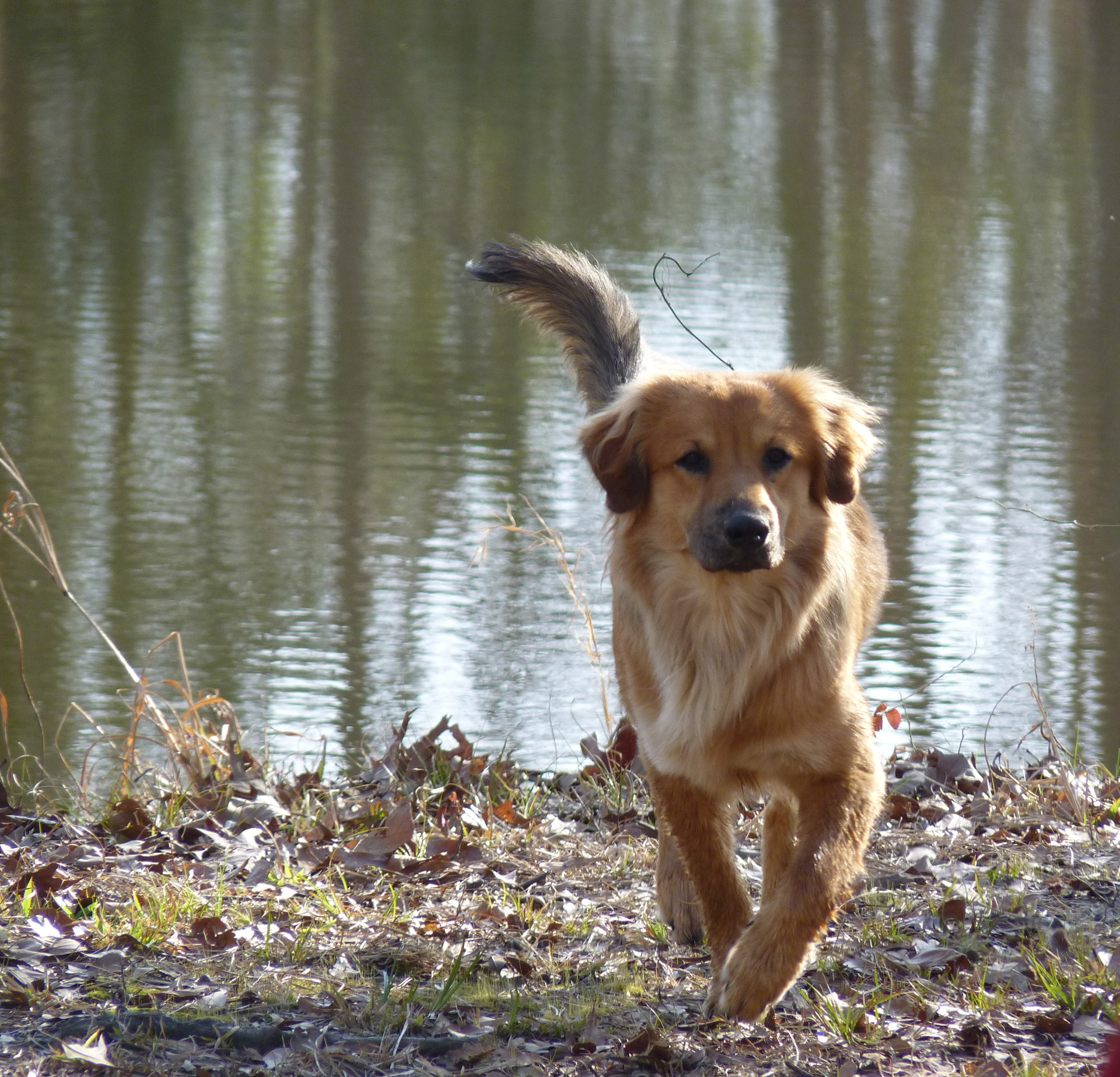 dog pond outside free photo