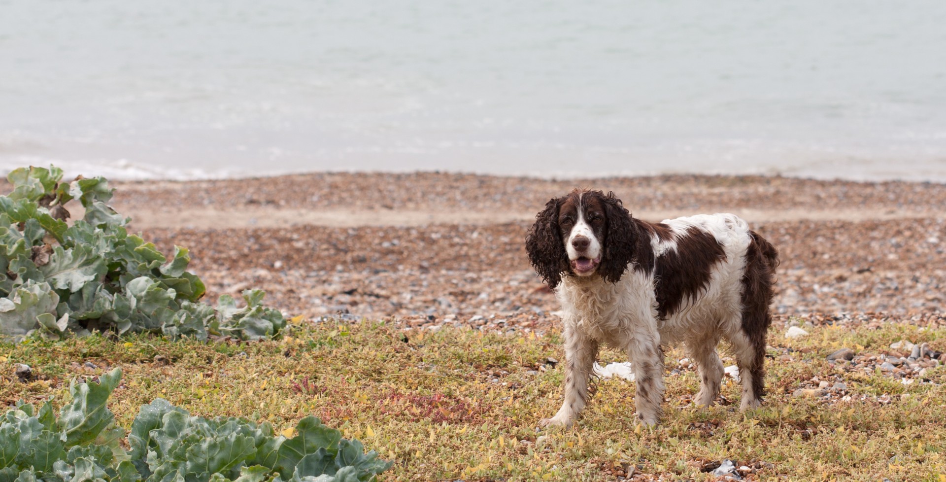 dog spaniel springer free photo