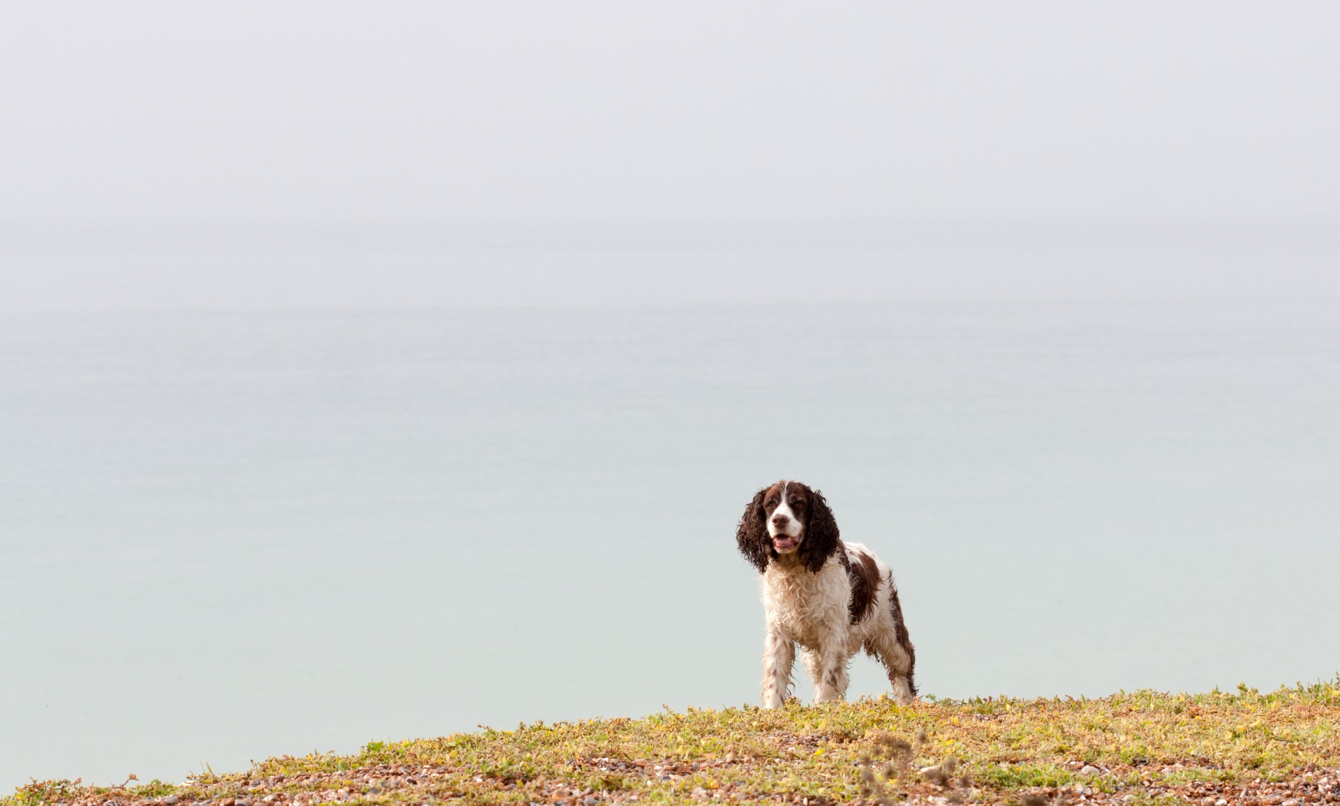 dog spaniel springer free photo