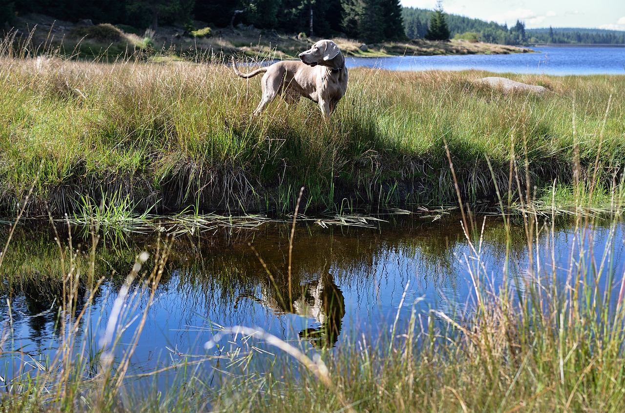 dog by the water  weimaraner  summer free photo