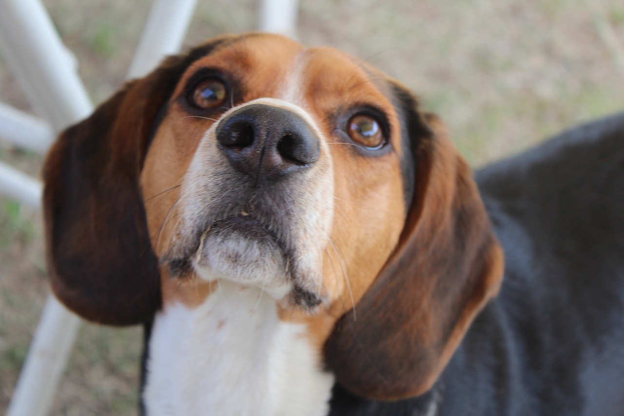 dog camping beagle pet free photo