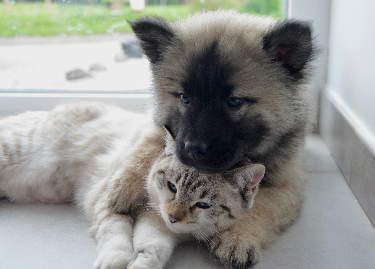 dog cat complicity hug free photo