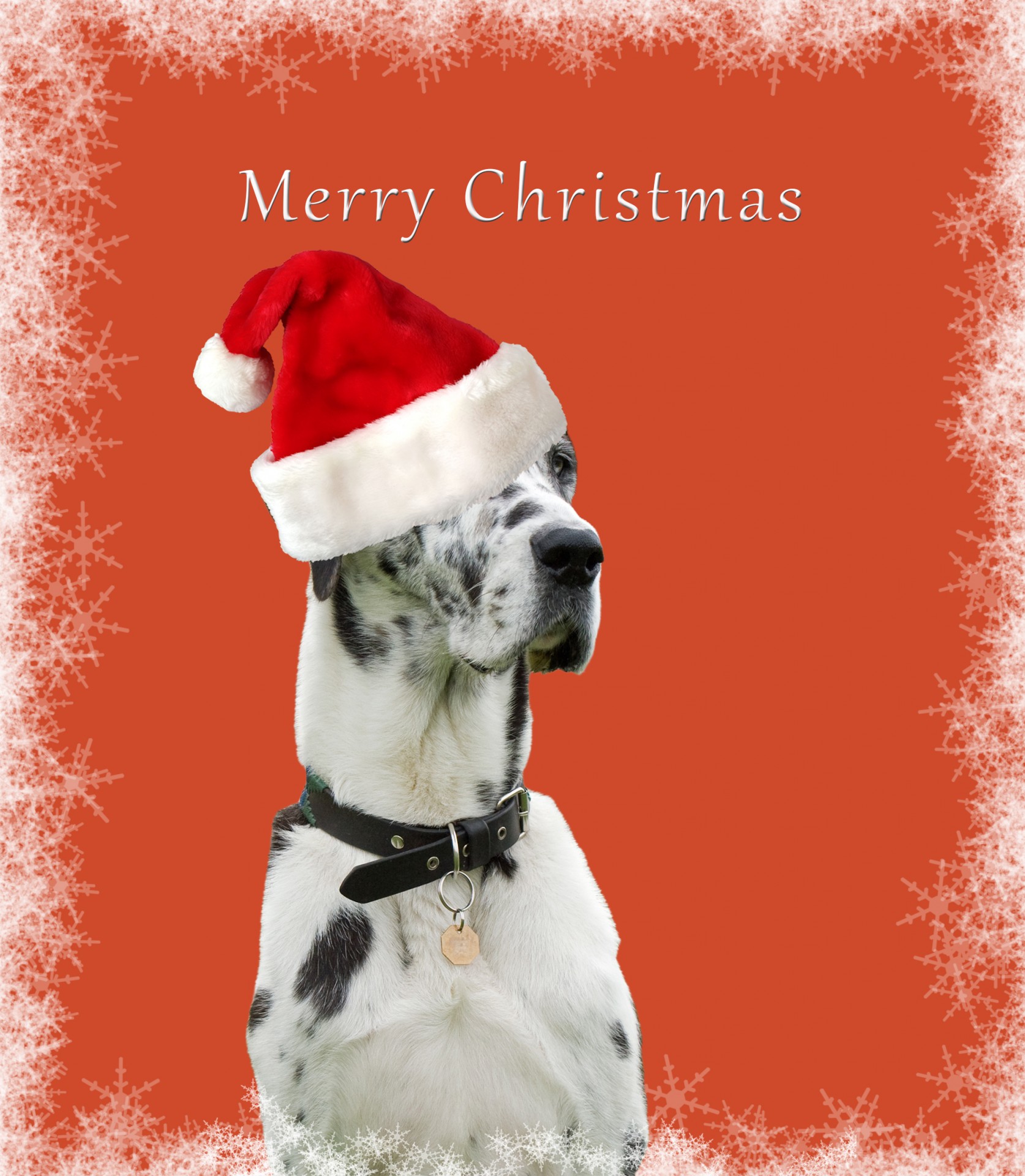 dog christmas card great dane free photo