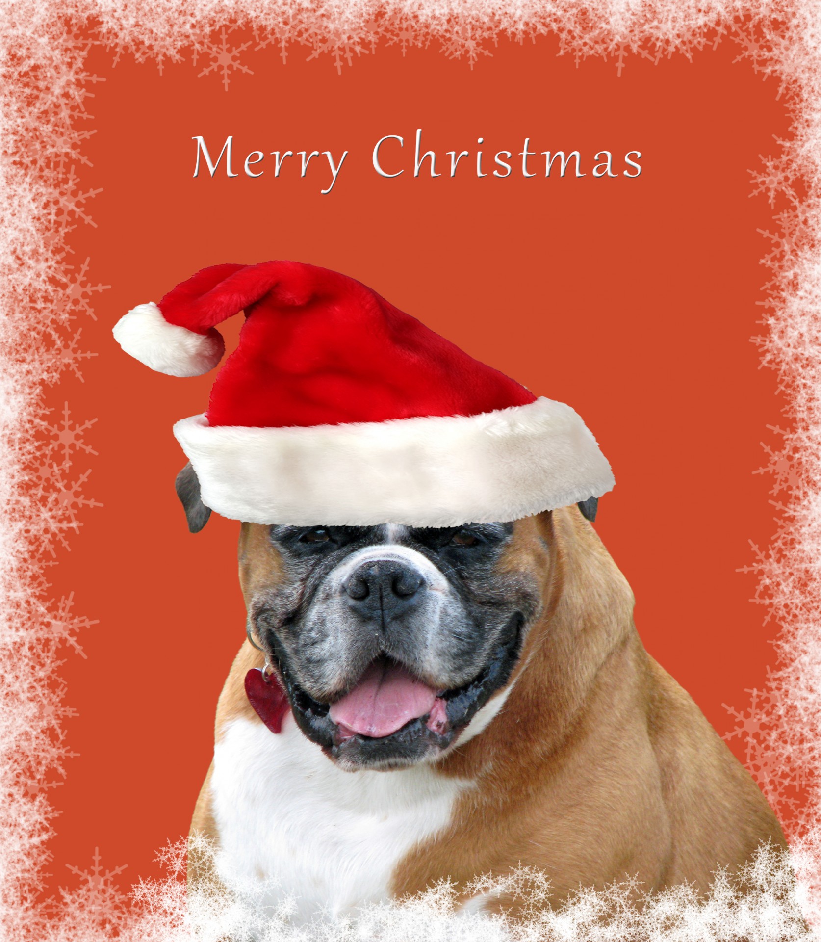 dog boxer christmas free photo