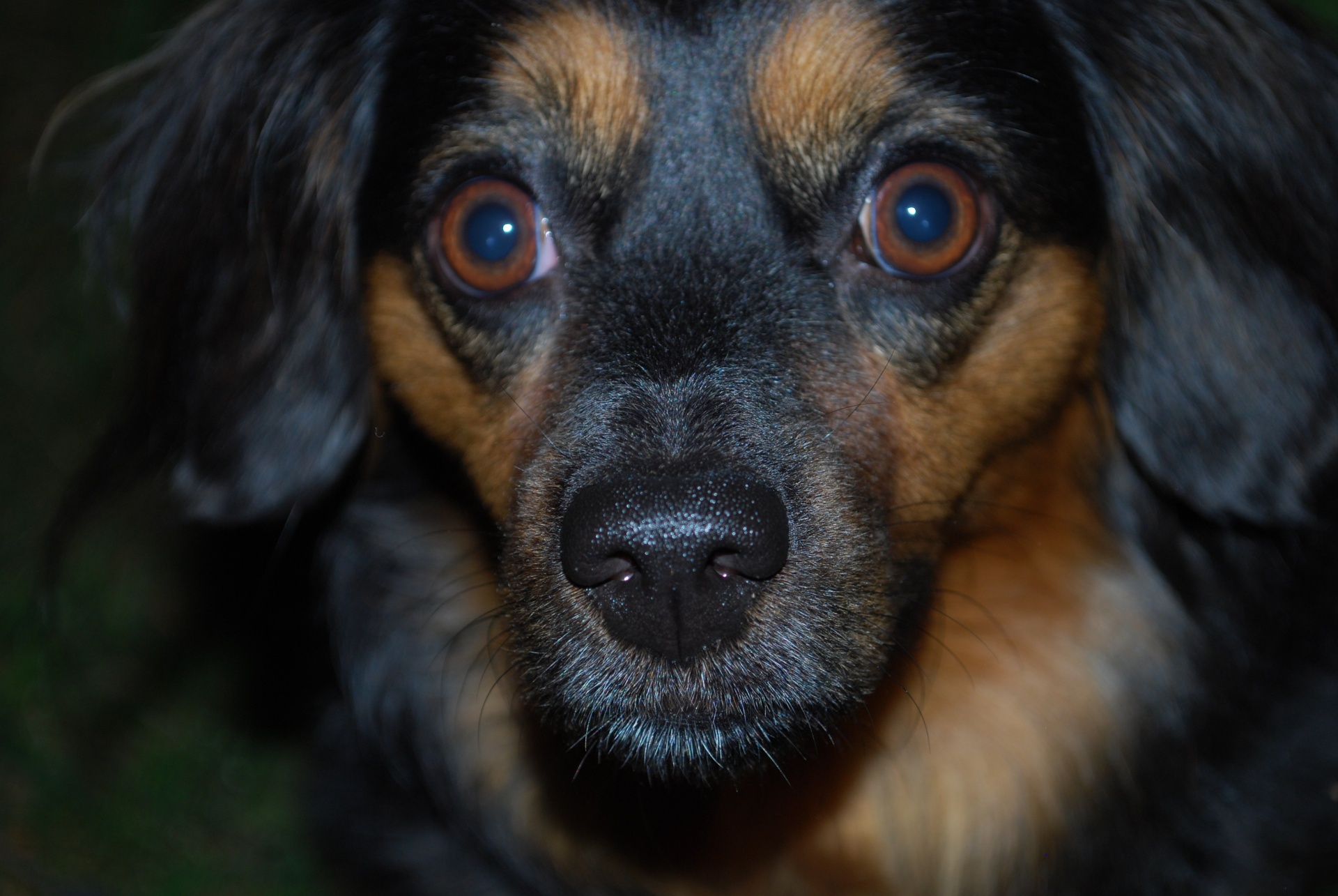 dog black & brown dog closeup free photo