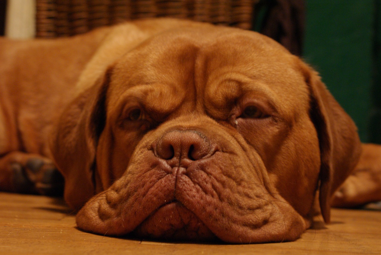 dog de bordeaux dog bordeaux free photo