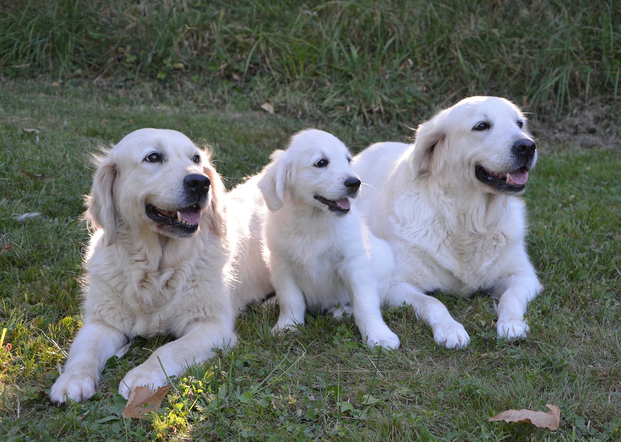 dog dogs  puppy  young dog dog golden retriever free photo