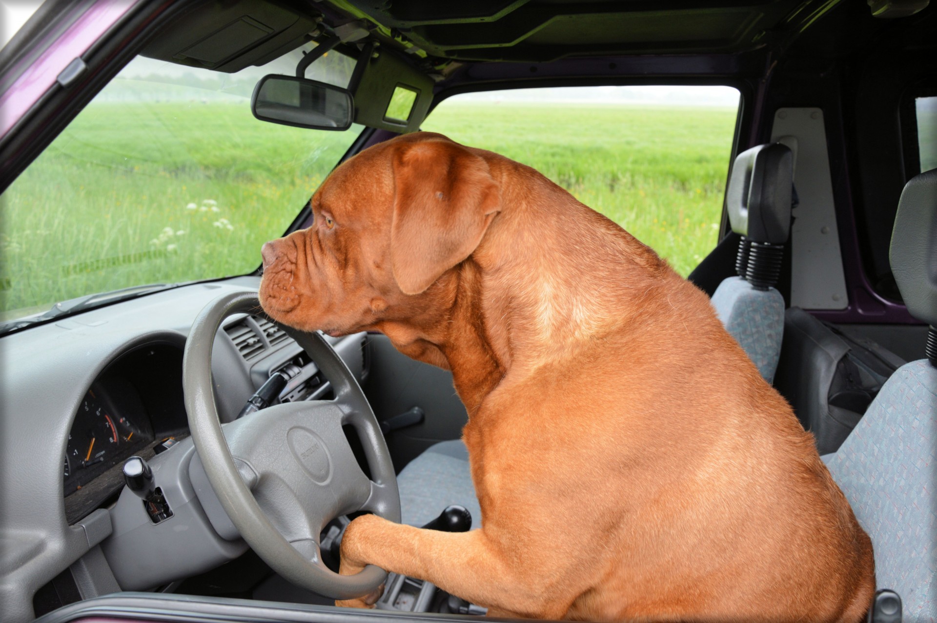 dog dogue de bordeaux pet free photo