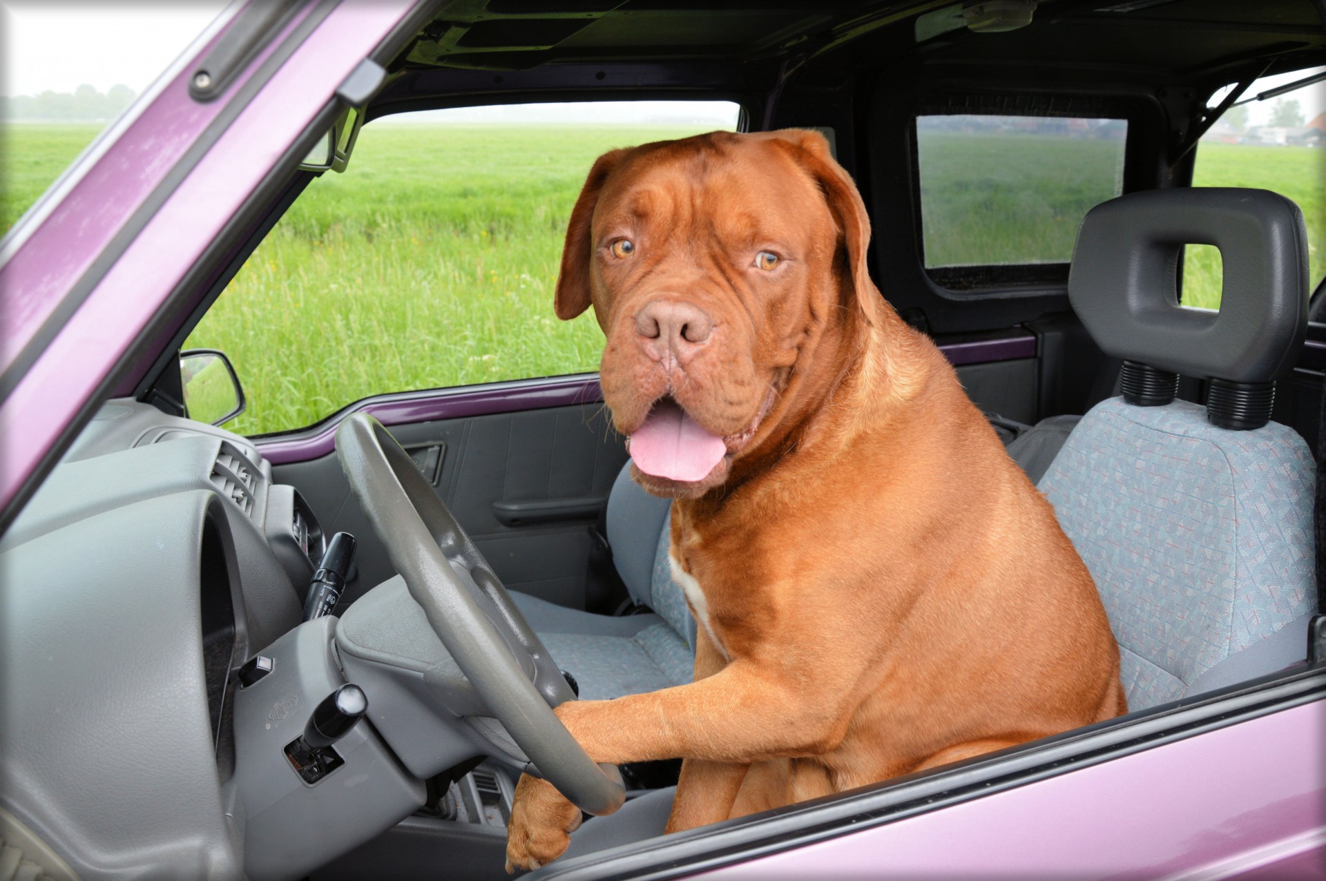 Download free photo of Dog,dogue de bordeaux,pet,car,driving - Margale Pet Resort - San Diego Pet Hotel