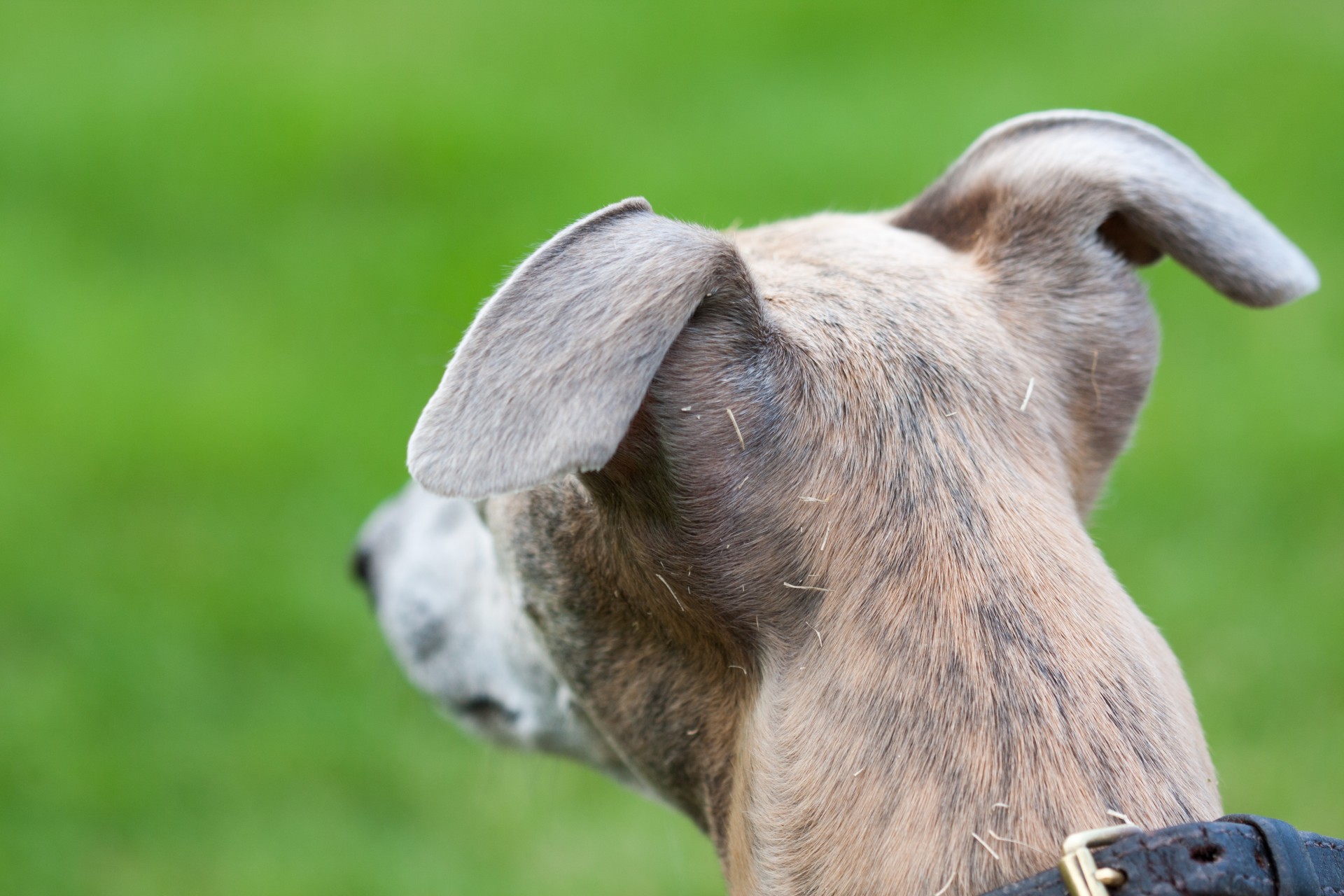 dog head ears free photo