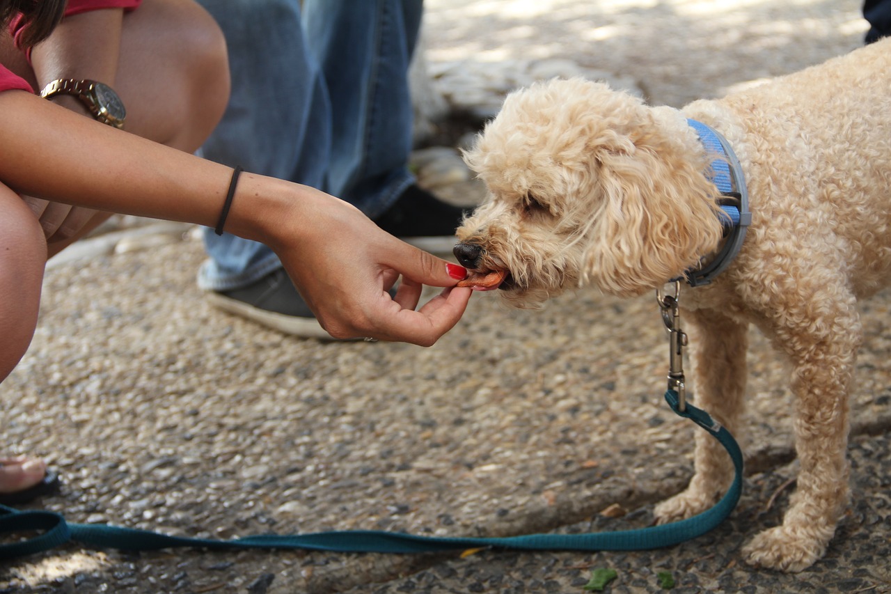 dog eating treat dog free photo