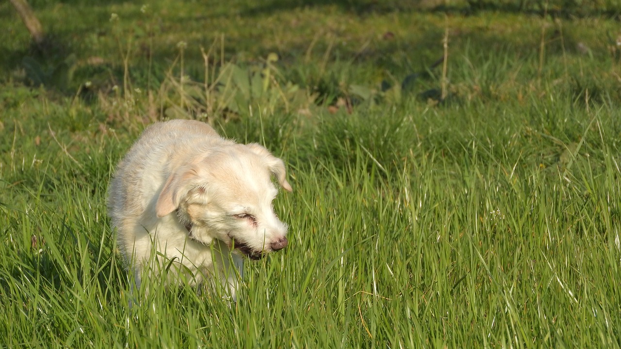 dog eats grass  eat grass  dog on the meadow free photo