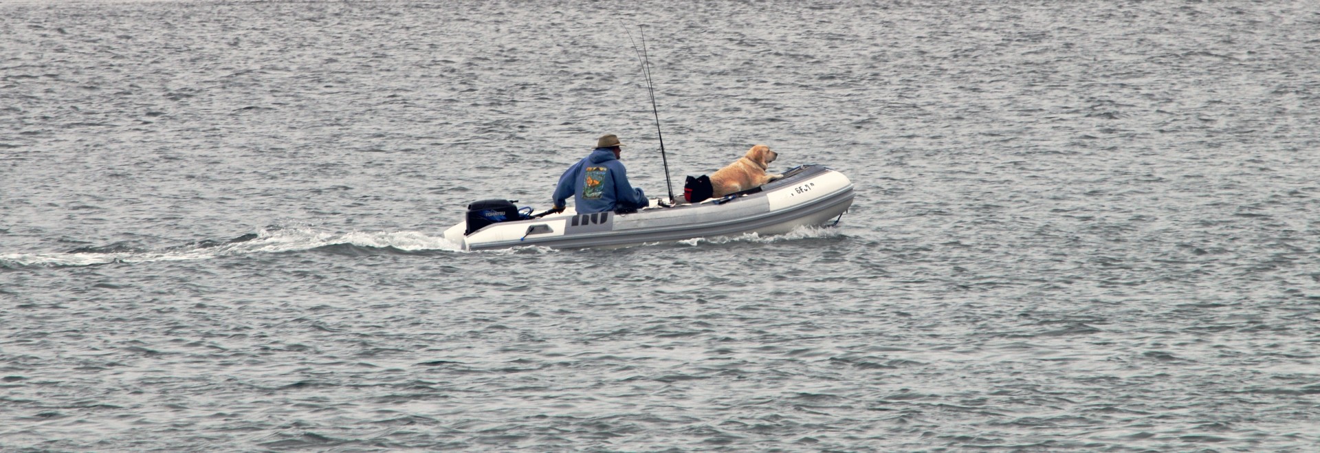 dinghy boat dog free photo