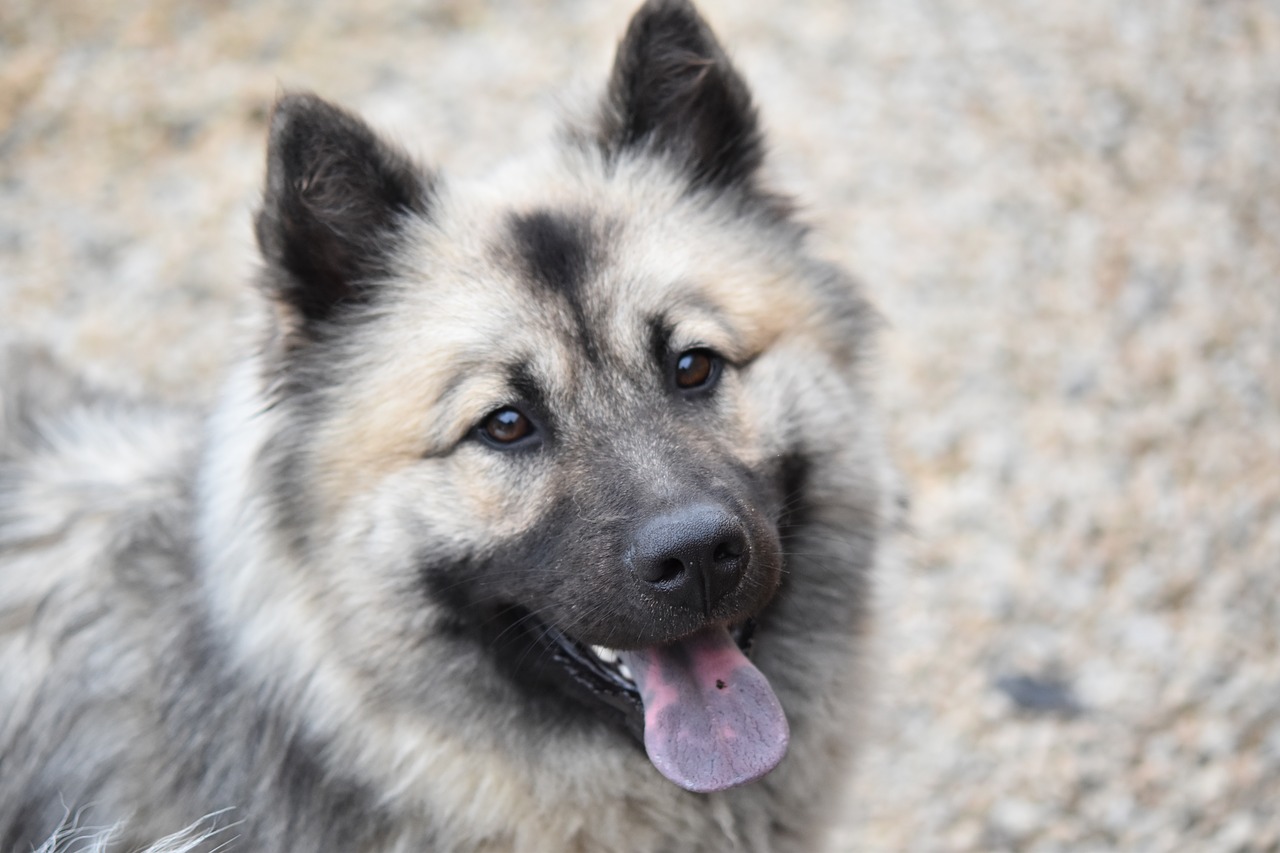 dog eurasier  portrait dog eurasier  dog's tongue blue free photo