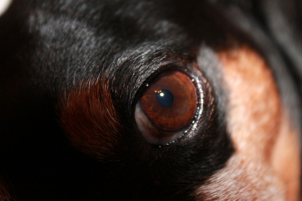 dog eye dog eye free photo