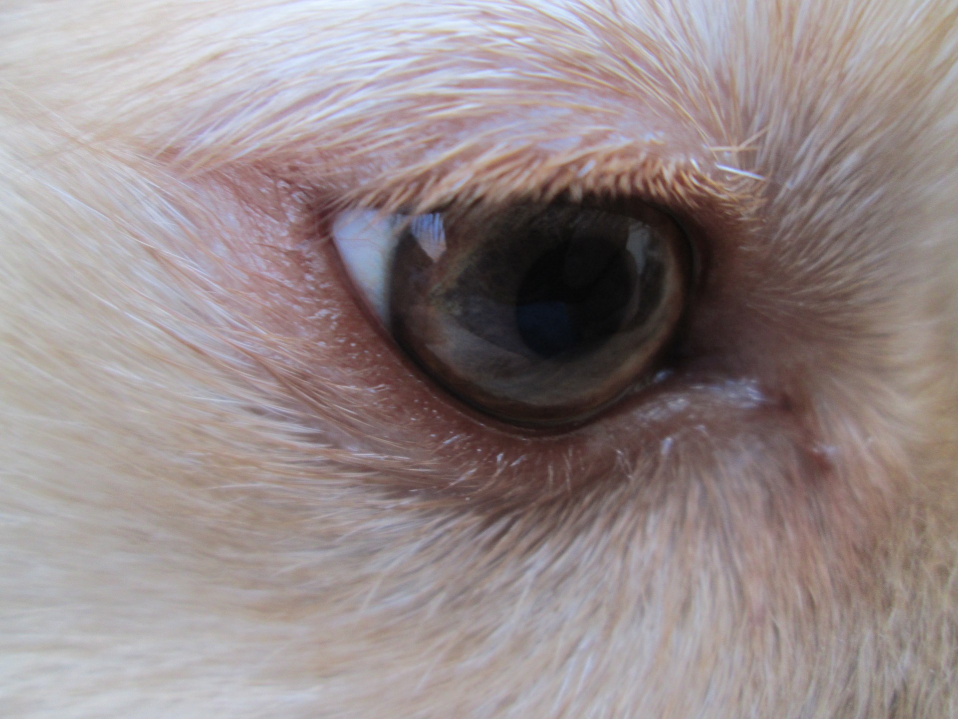 dog eye eyes free photo