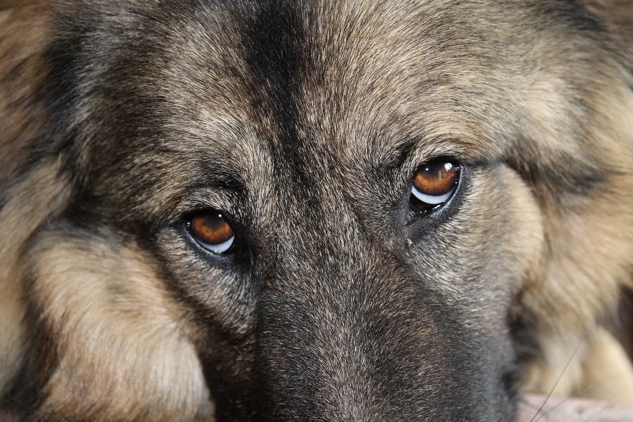 dog eyes dog eyes free photo