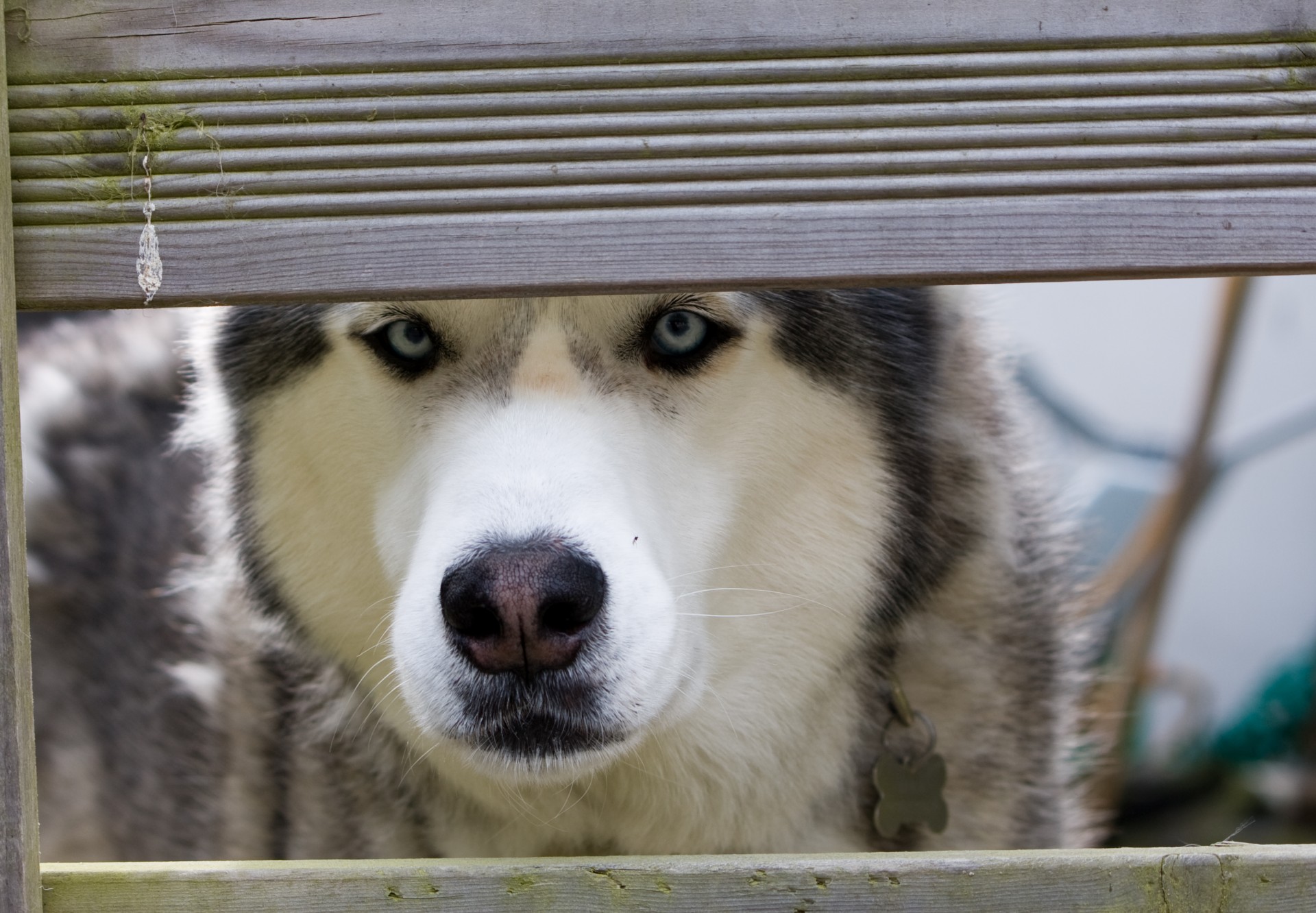 husky dog siberian husky free photo