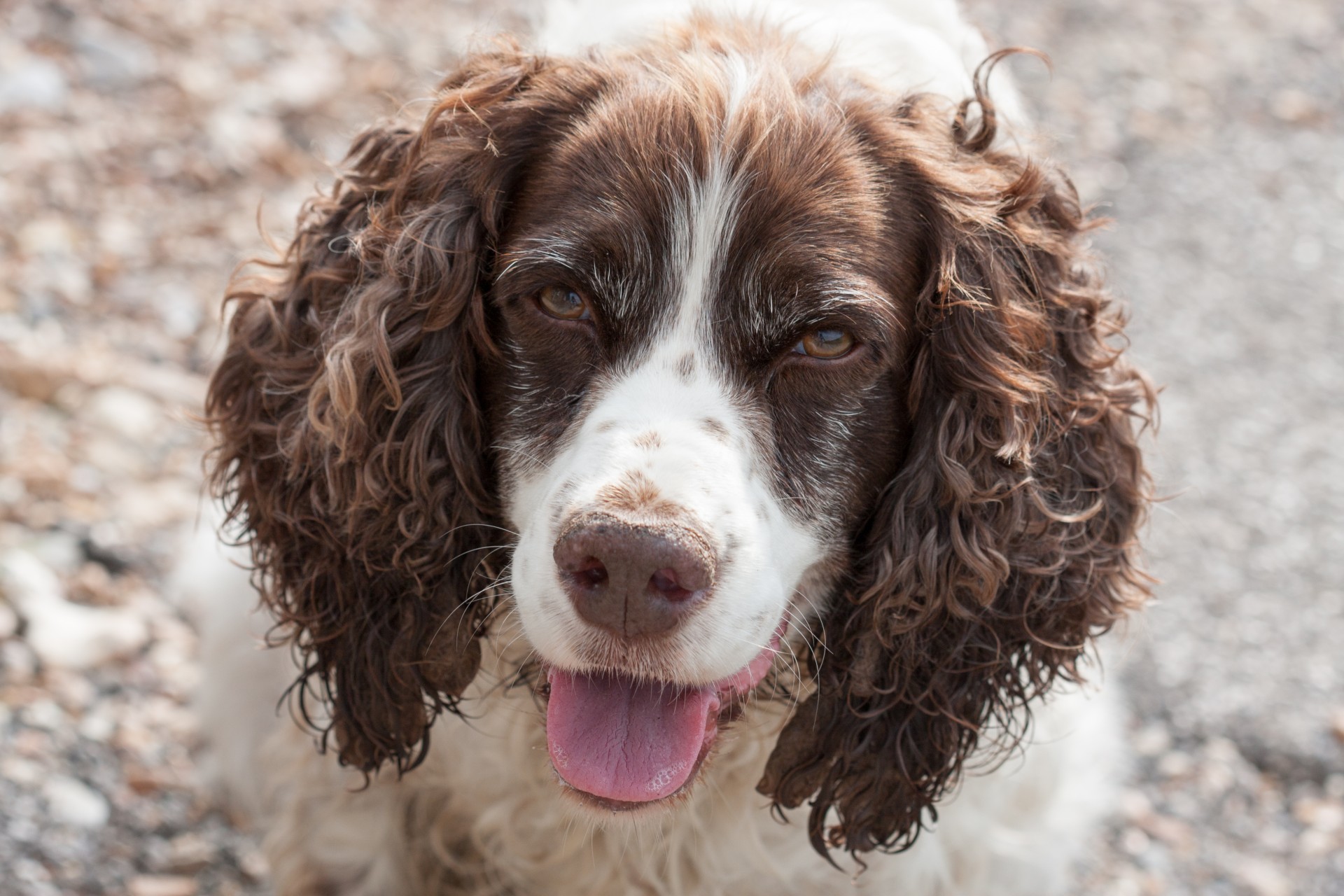 dog spaniel springer free photo