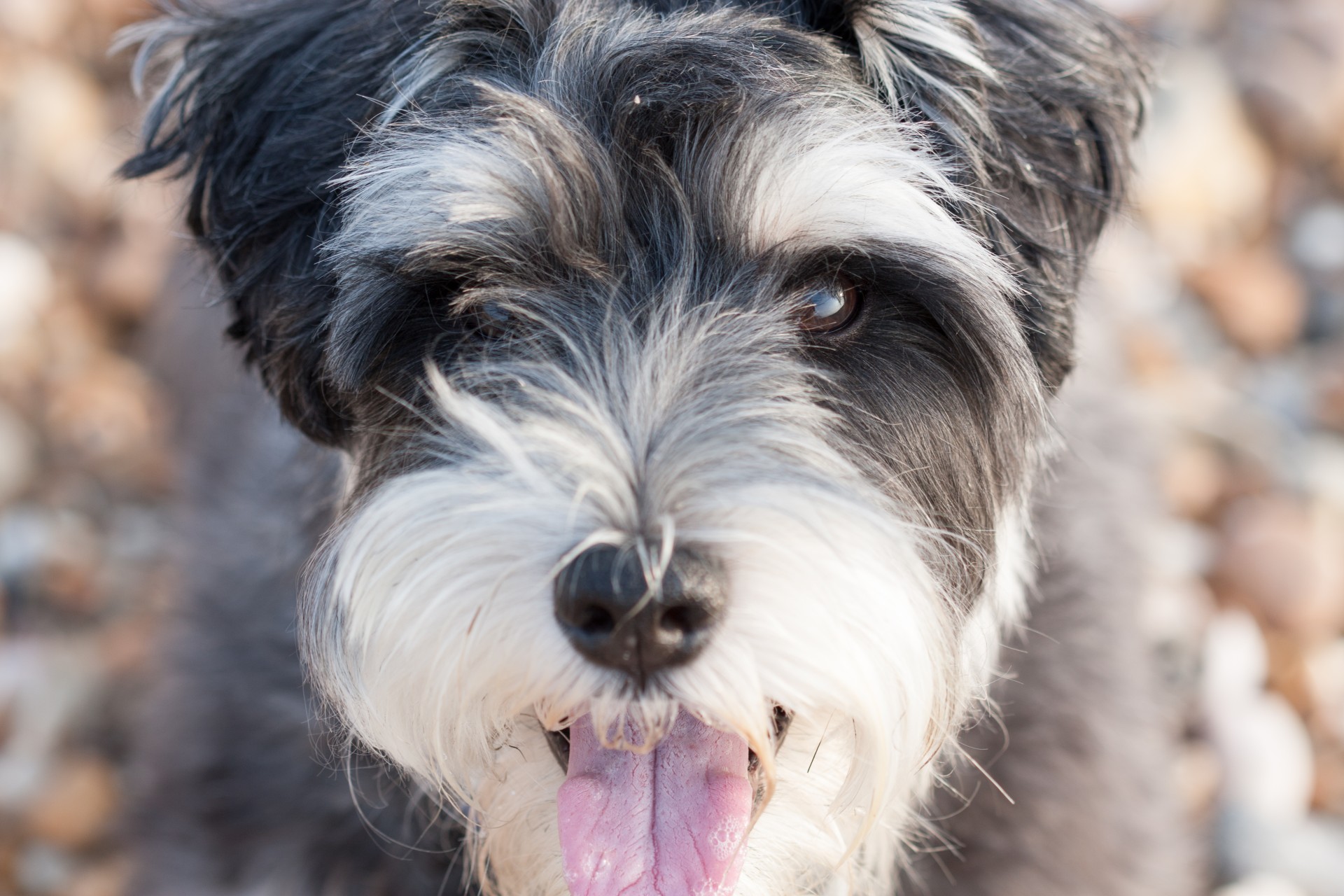 dog schnauzer miniature schnauzer free photo