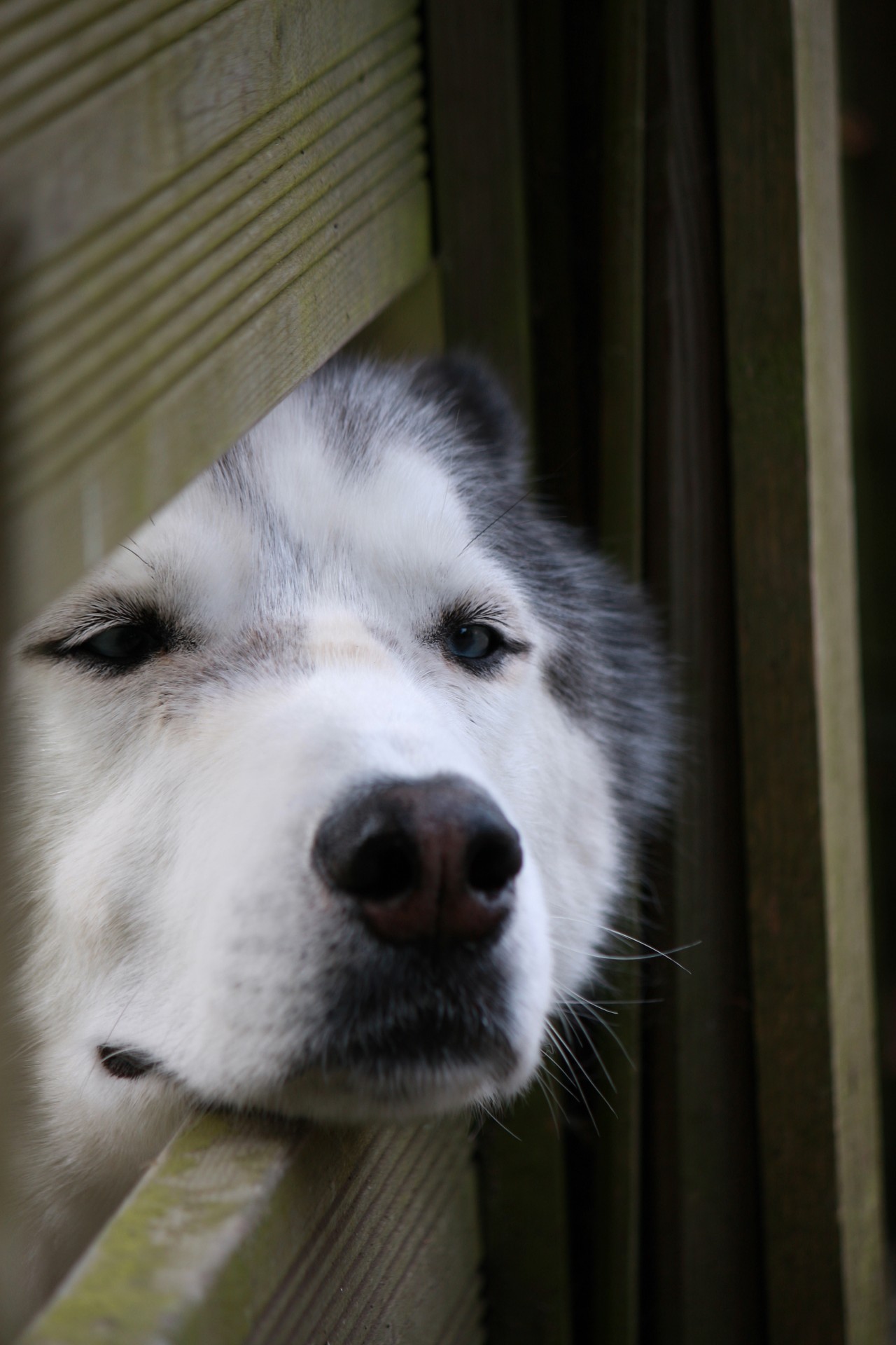 dog face husky free photo