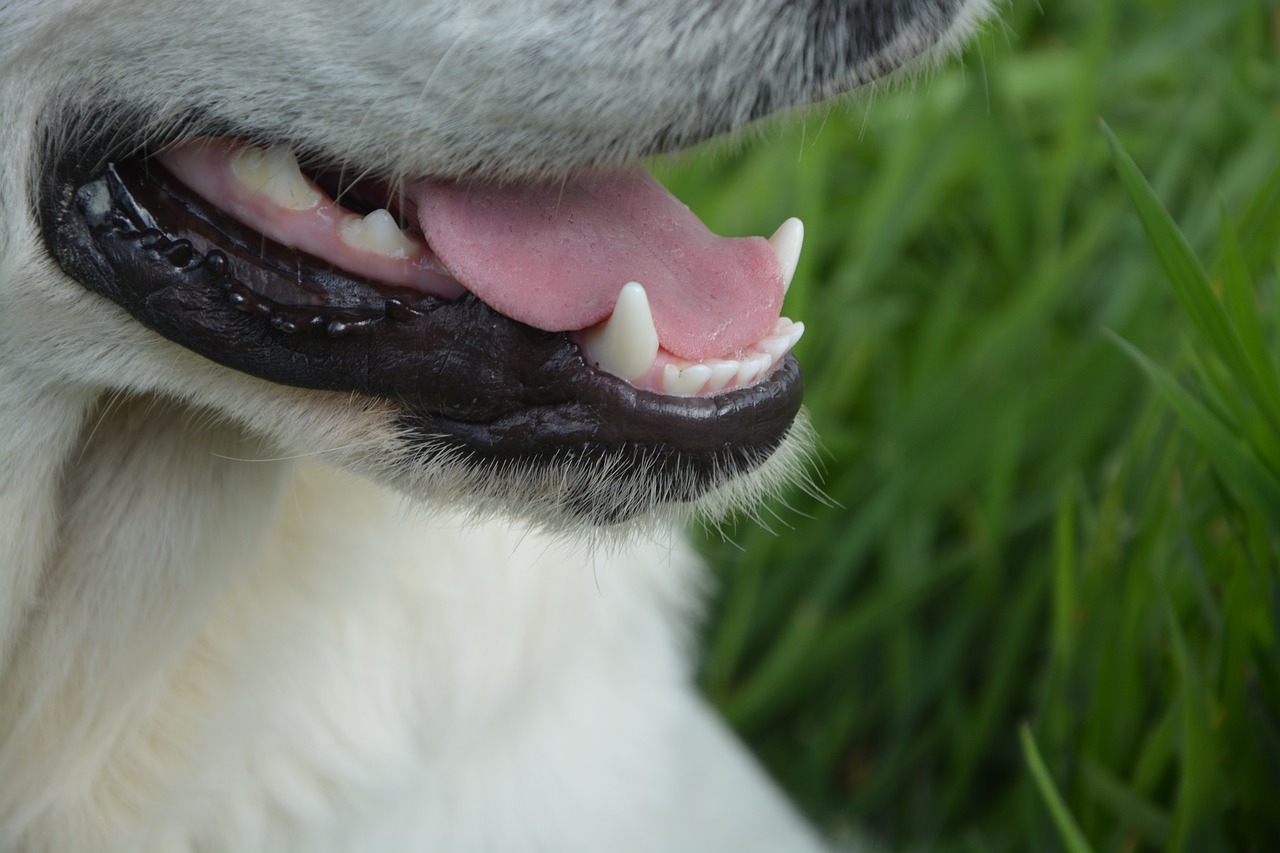 dog fangs white language hangover free photo