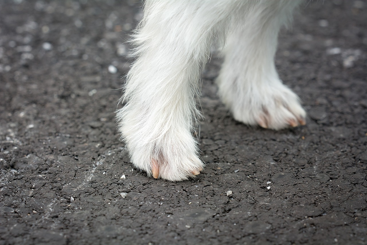 dog feet dogs legs fur free photo