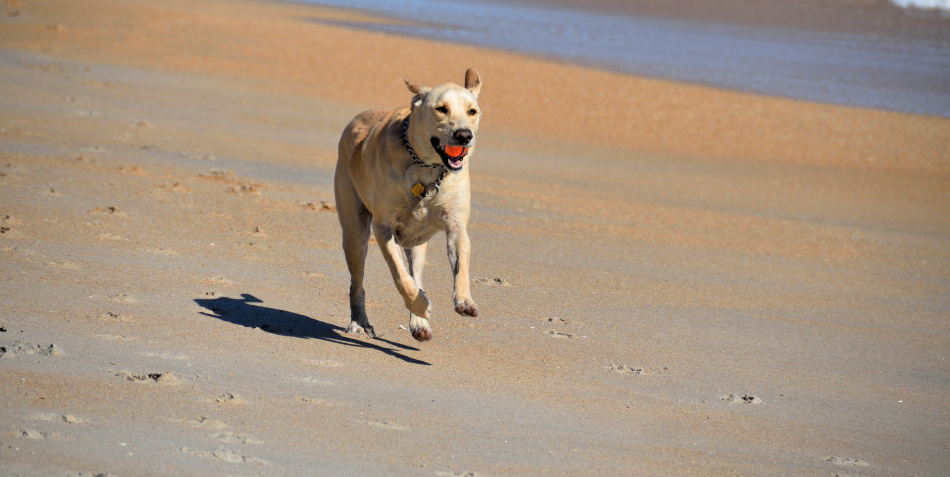 dog catching fetching free photo