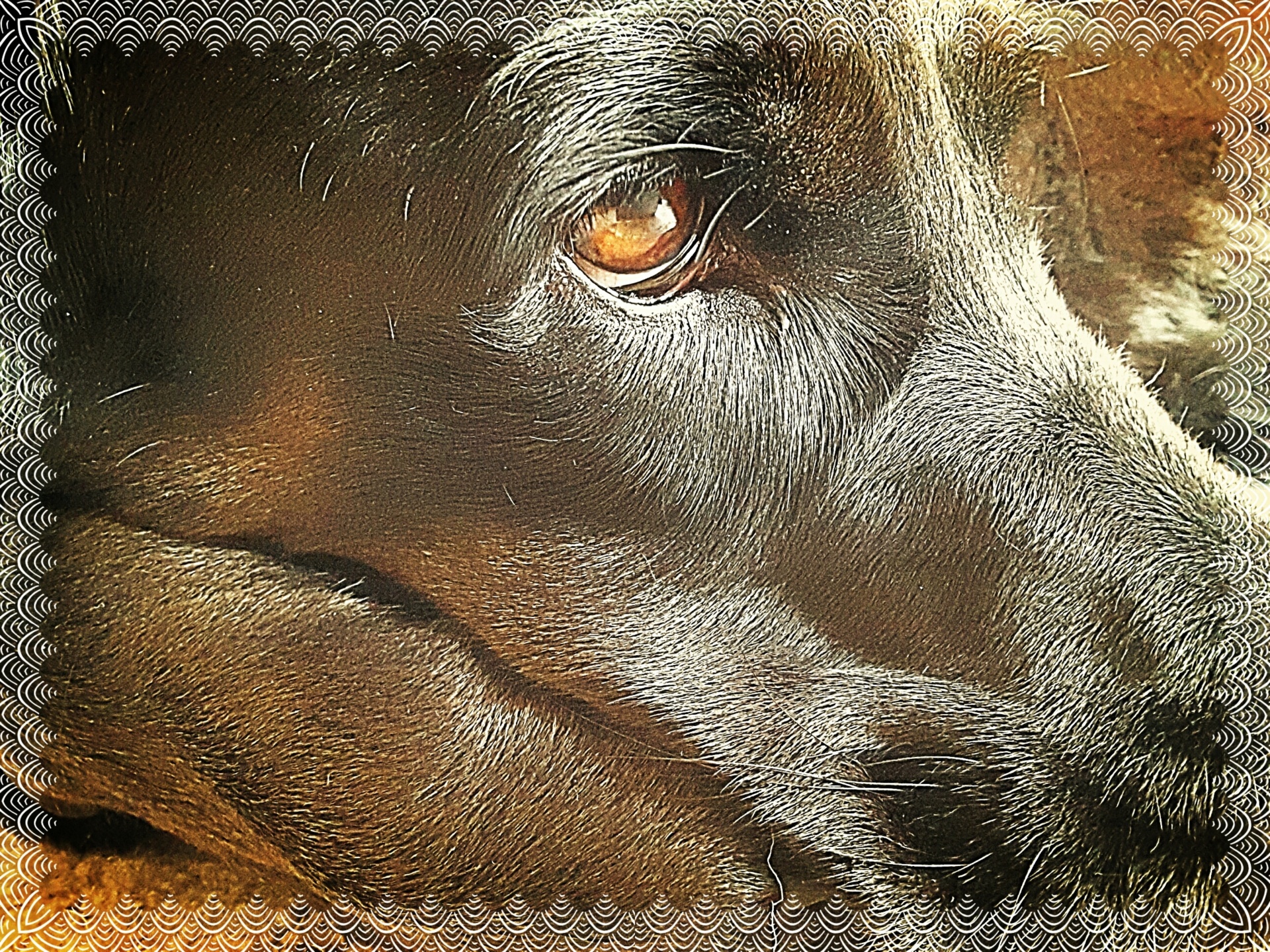 dog frame closeup free photo