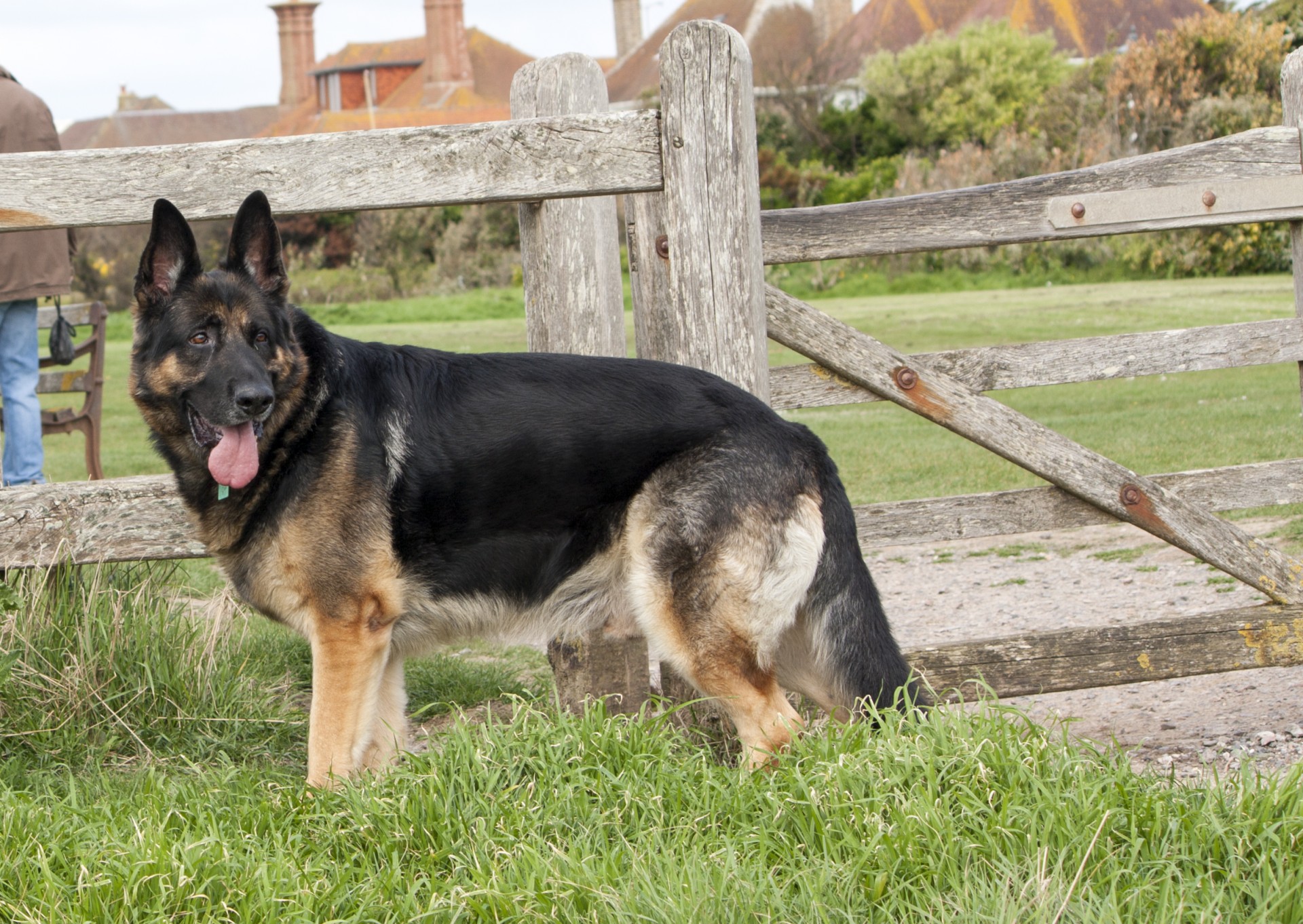 dog german shepherd alsatian free photo