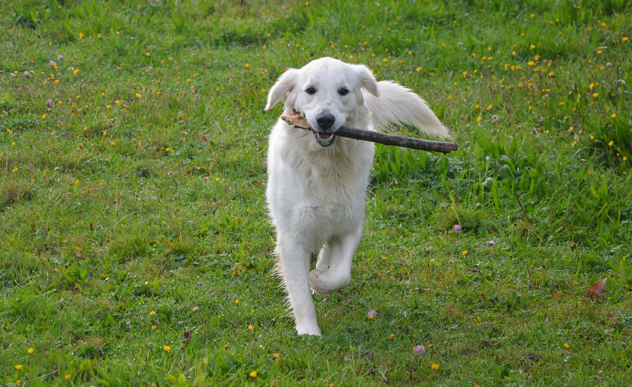 dog golden retriever run prairie free photo