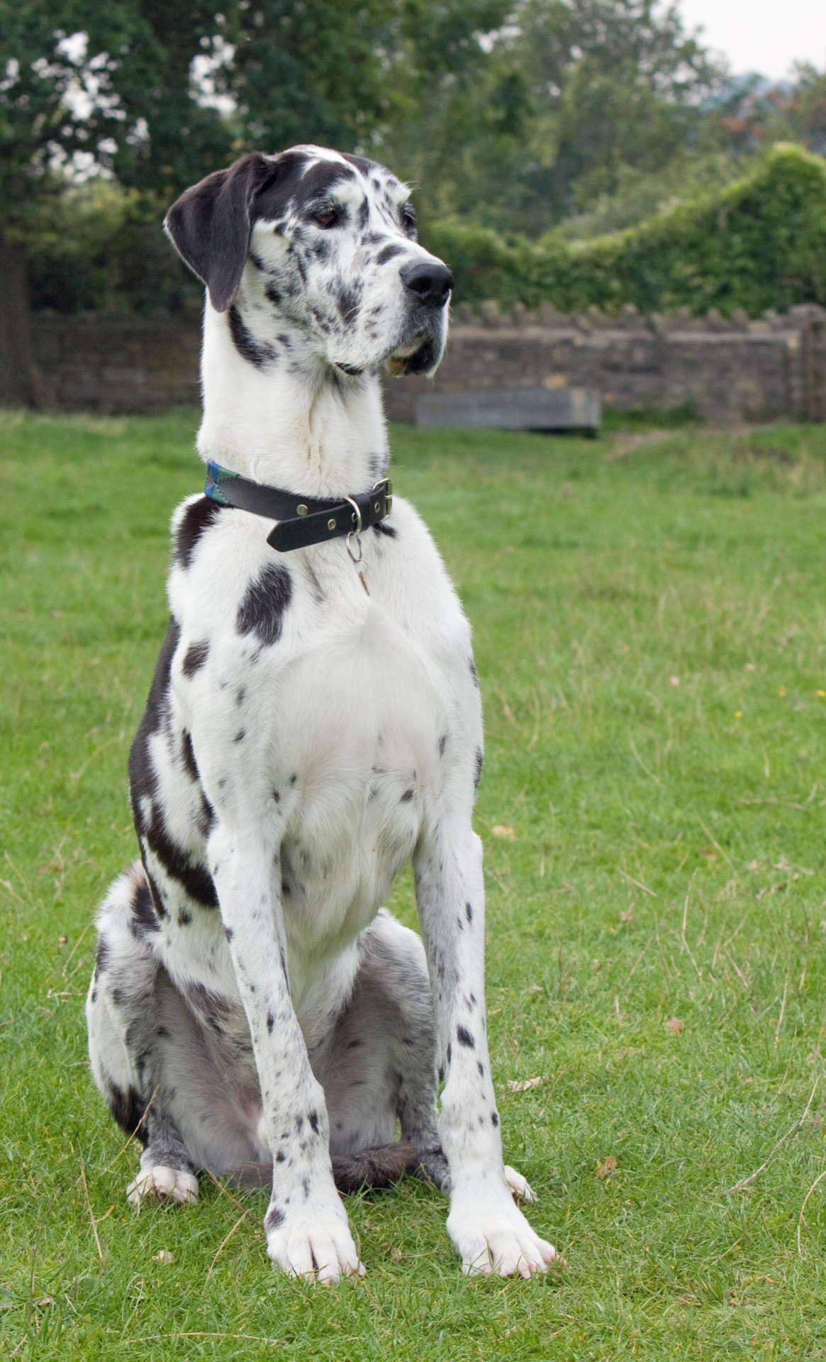 Beautiful discount great dane