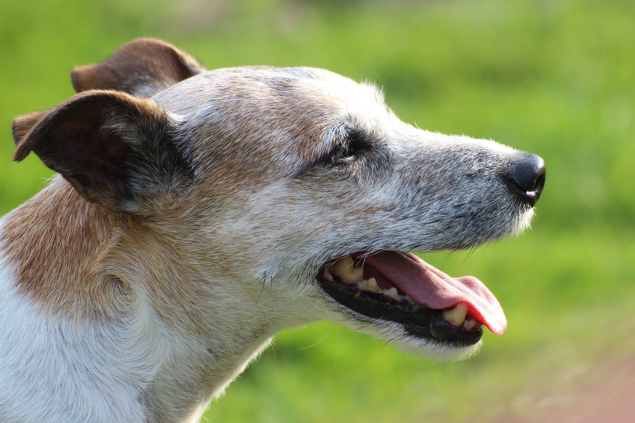 dog head close parson russell terrier free photo