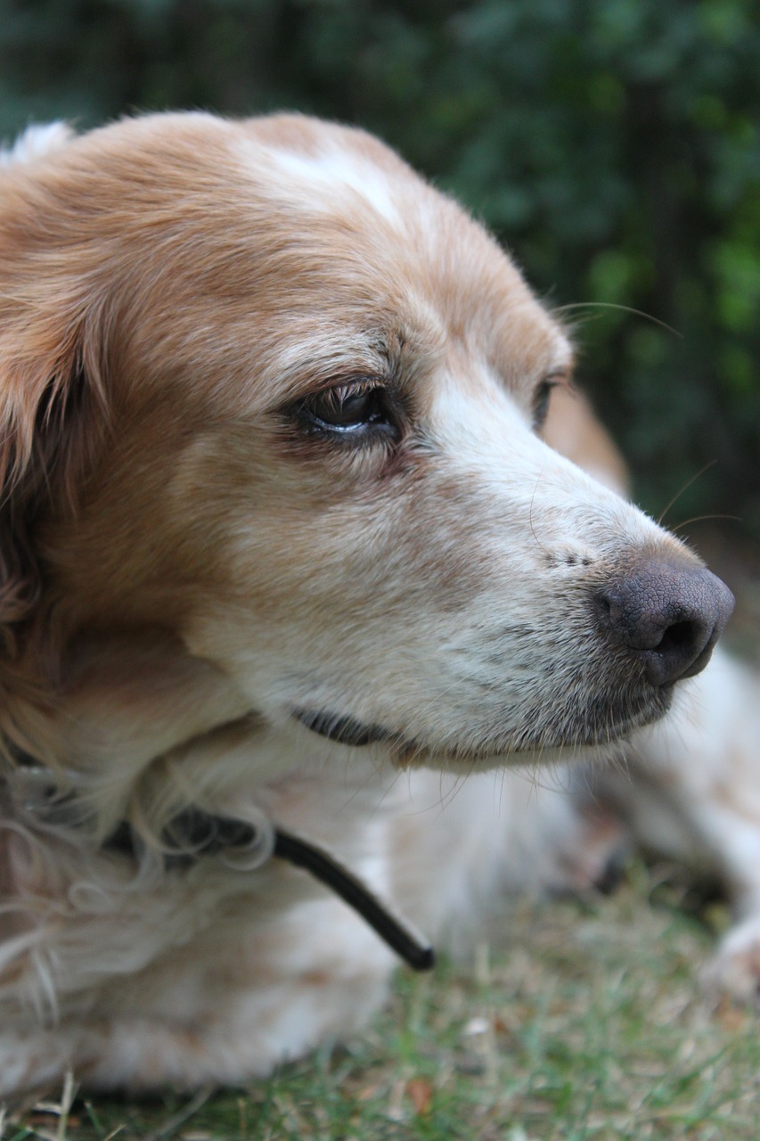 dog head breton pointing dog free photo