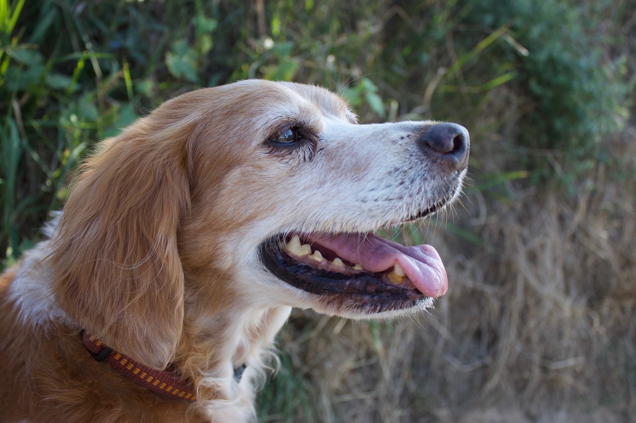 dog head  breton  pointing dog free photo