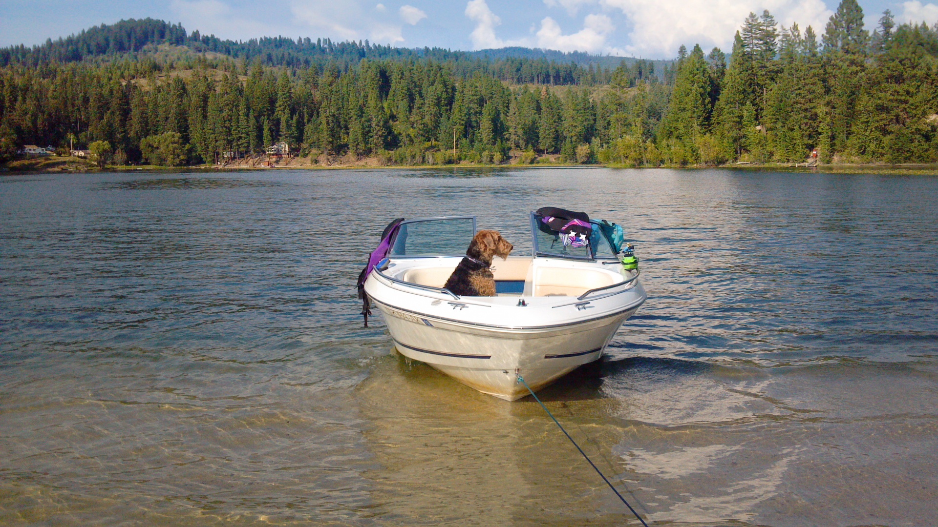 dog terrier boat free photo