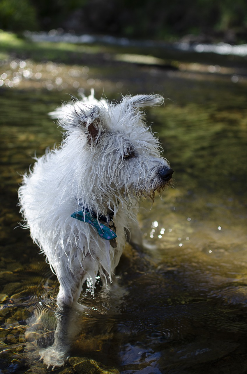 dog in a river  river dog  scruffy wet dog free photo